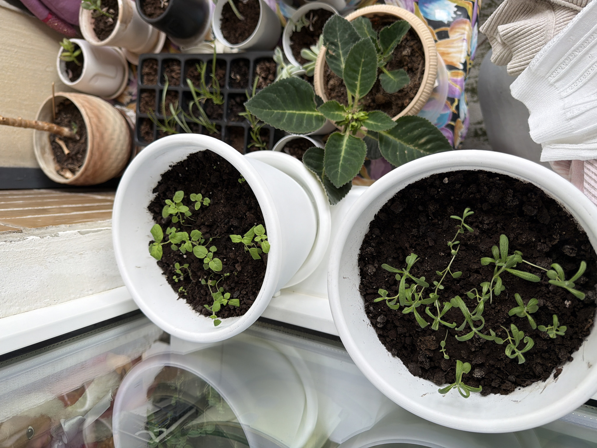 The image depicts a collection of potted plants and seedlings arranged on a windowsill in Izhevsk, Russia. The scene includes two large white pots, one containing tiny green seedlings with multiple leaves, and another with thinner, longer-leaved seedlings. In the background, a seedling tray with multiple compartments holds several small plants. Several other smaller pots with plants are also visible, including a pot with a larger plant featuring dark green, textured leaves. The windowsill appears to be adjacent to a window with a white frame, and a reflection of a person is partially visible in the glass. The overall environment suggests a domestic setting where plants are being cultivated.