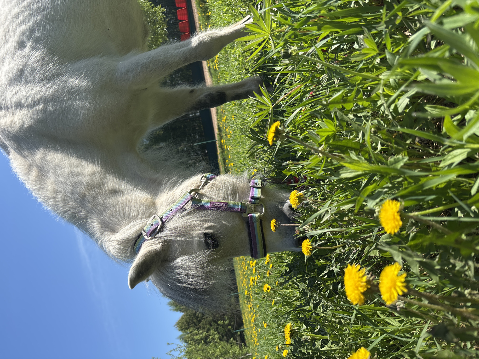 A white horse with a colorful halter grazes in a field of dandelions under a bright blue sky. The location appears to be Русский Вожой, Russia, based on the user's prompt. The horse has its head down, eating the yellow flowers. The grass is green and lush. In the background, there is a hint of a building. The image is taken from a low angle, looking up at the horse.