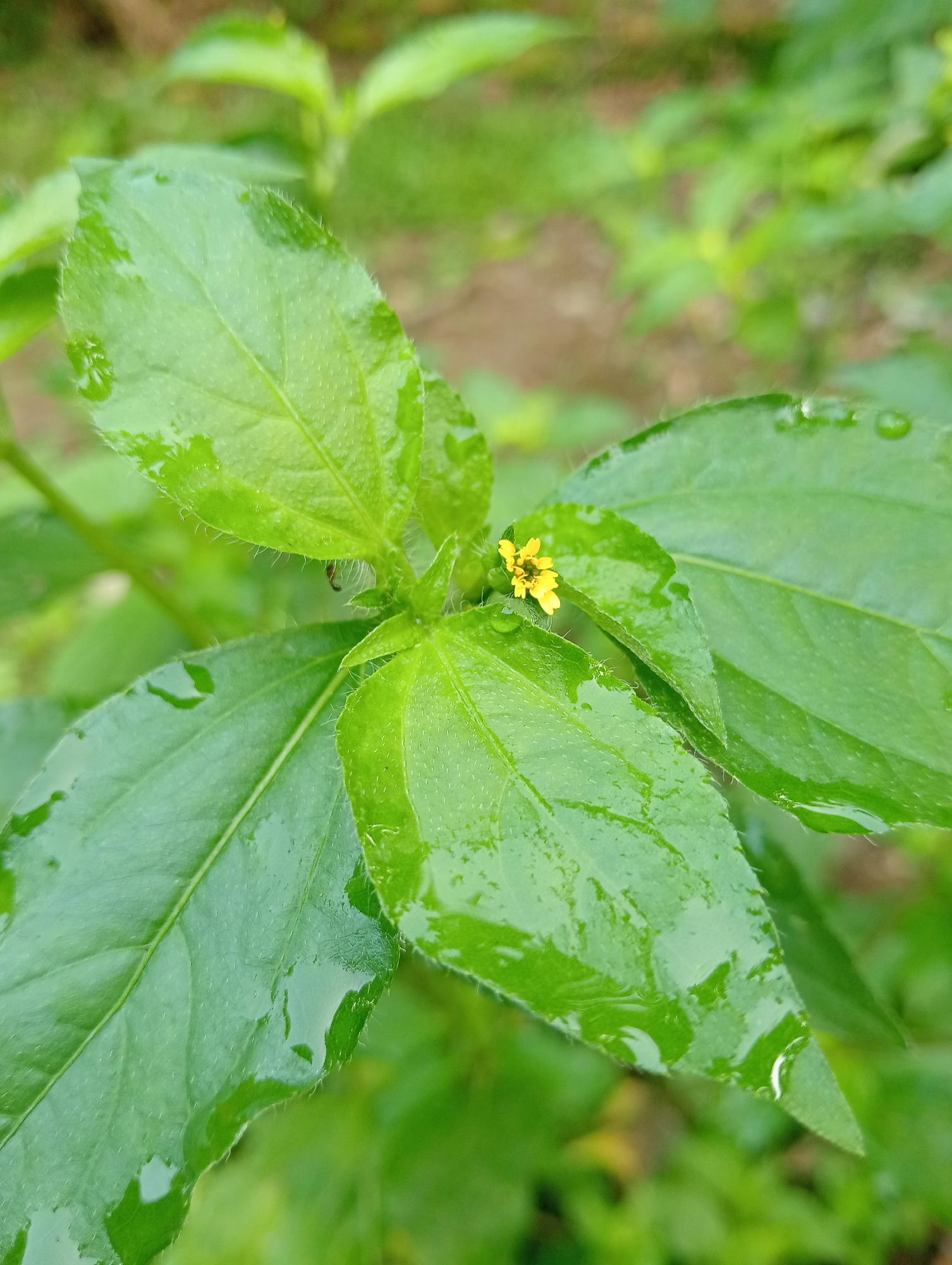 A close-up, eye-level shot focuses on the vibrant green leaves of a plant, glistening with water droplets. The leaves are broad and ovate with serrated edges, and the surface is covered in fine, short hairs. A tiny, bright yellow flower with multiple petals is visible at the center of the composition, peeking out from between the leaves. The background is a blur of soft green foliage and muted brown earth, suggesting an outdoor, natural setting. No people or any specific landmarks of Campago Barat, Indonesia, are identifiable in the image. The lighting appears natural, with soft daylight illuminating the scene.