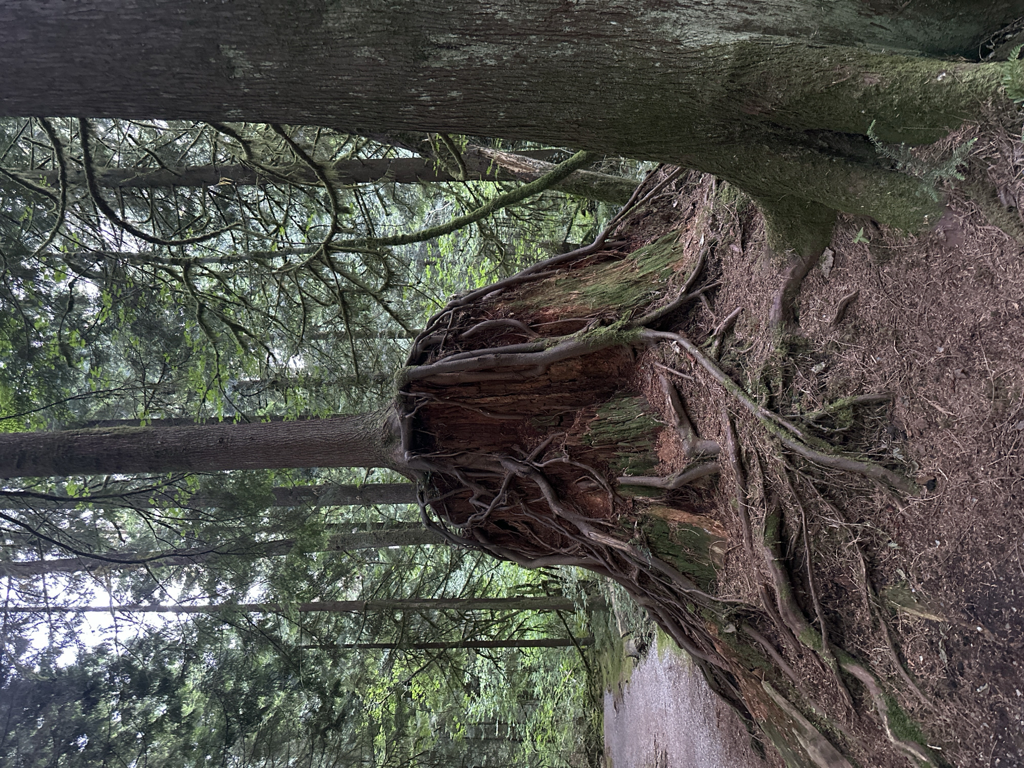 The image depicts a forest scene in Coquitlam, Canada, likely within a park or protected natural area. The foreground is dominated by a large, weathered tree stump with an extraordinary network of exposed, gnarled roots radiating outwards and upwards. A smaller tree is growing out of the top of the stump, its base intertwined with the exposed root system. The stump itself appears to be decaying, with a reddish-brown, woody interior exposed and covered in patches of green moss. The ground is covered with a layer of soil, fallen leaves, and pine needles, with more exposed roots crisscrossing the surface. To the left of the stump, a gravel path winds through the forest. The background is filled with tall, coniferous trees, their trunks varying in thickness and covered in moss and lichen. The canopy is dense, allowing only diffused light to penetrate, creating a somewhat dim and atmospheric environment. The overall impression is one of a wild, natural setting where a fallen tree has become a habitat for new growth.