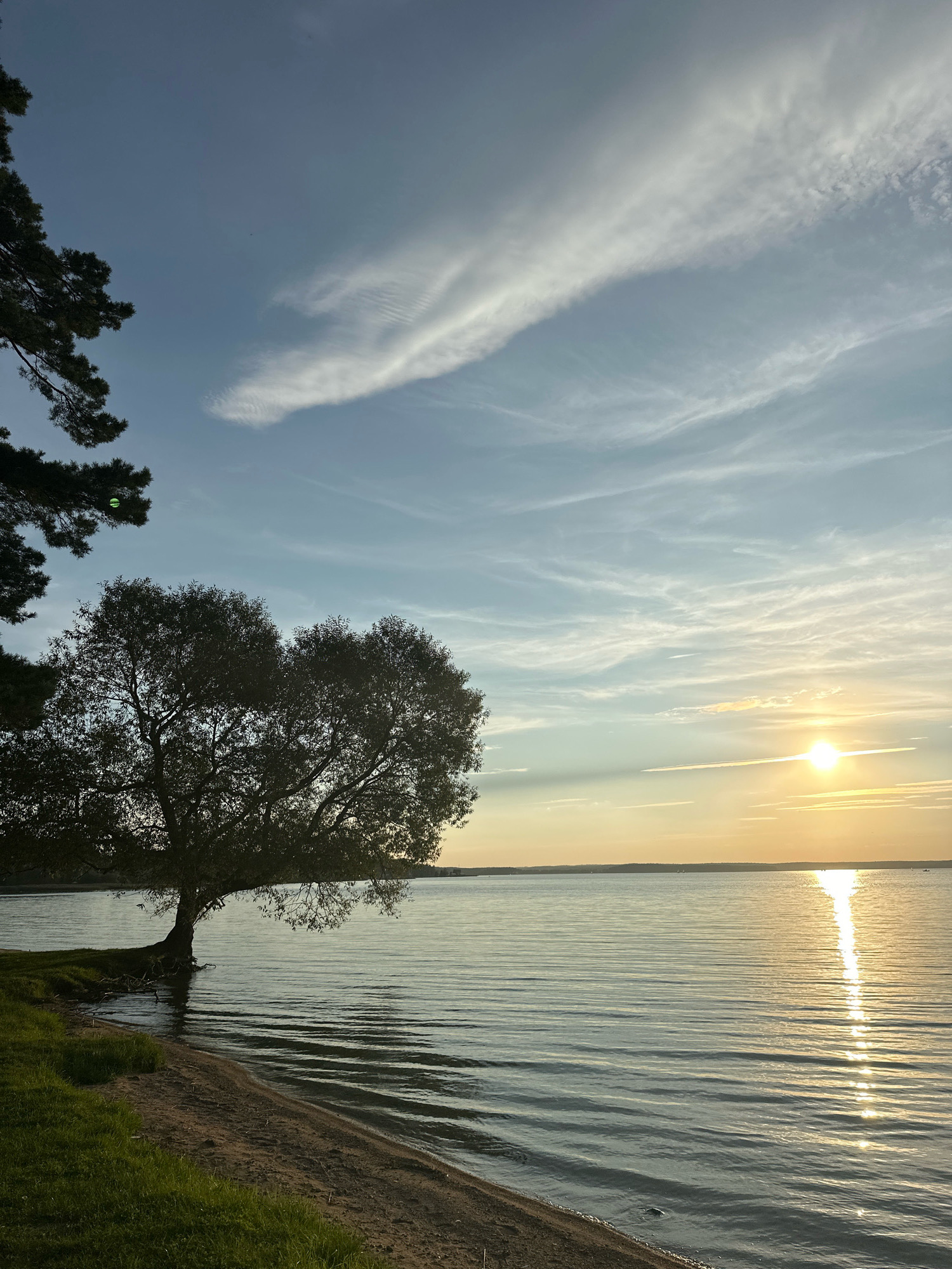 The image depicts a serene natural landscape at the edge of a body of water, likely a lake, under a sky with scattered clouds. In the foreground, a sandy shore meets lush green grass. A large tree with a full canopy is situated on the left side of the frame, its roots partially submerged in the water. The water itself is calm, with gentle ripples reflecting the warm glow of the setting sun. The sun is positioned on the right horizon, casting a bright, elongated reflection across the water's surface. The sky transitions from a pale blue at the top to a warmer, golden hue near the horizon, indicating dusk. The background is a distant shoreline, appearing as a faint, dark line. The overall scene evokes a sense of tranquility and natural beauty. The location is identified as Ждановіцкі сельскі Савет, Belarus.