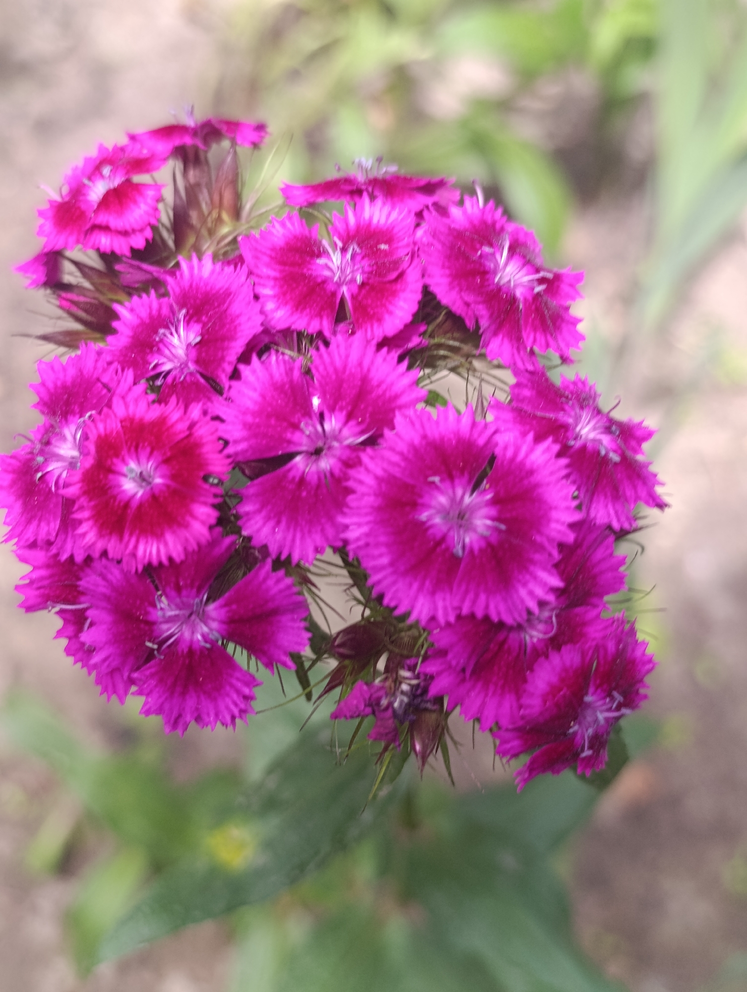 The image shows a close-up of a cluster of bright pink flowers, likely Dianthus barbatus, also known as Sweet William. The flowers are in full bloom, with their petals appearing ruffled and serrated. The central part of each flower displays a lighter shade with delicate white stamens. The background is softly blurred, featuring hints of green foliage and a light brown, earthy texture, suggesting an outdoor garden setting. The image does not contain any people, actions, or specific objects that would allow for pinpointing a location within Bila Tserkva, Ukraine. The scene is purely botanical.