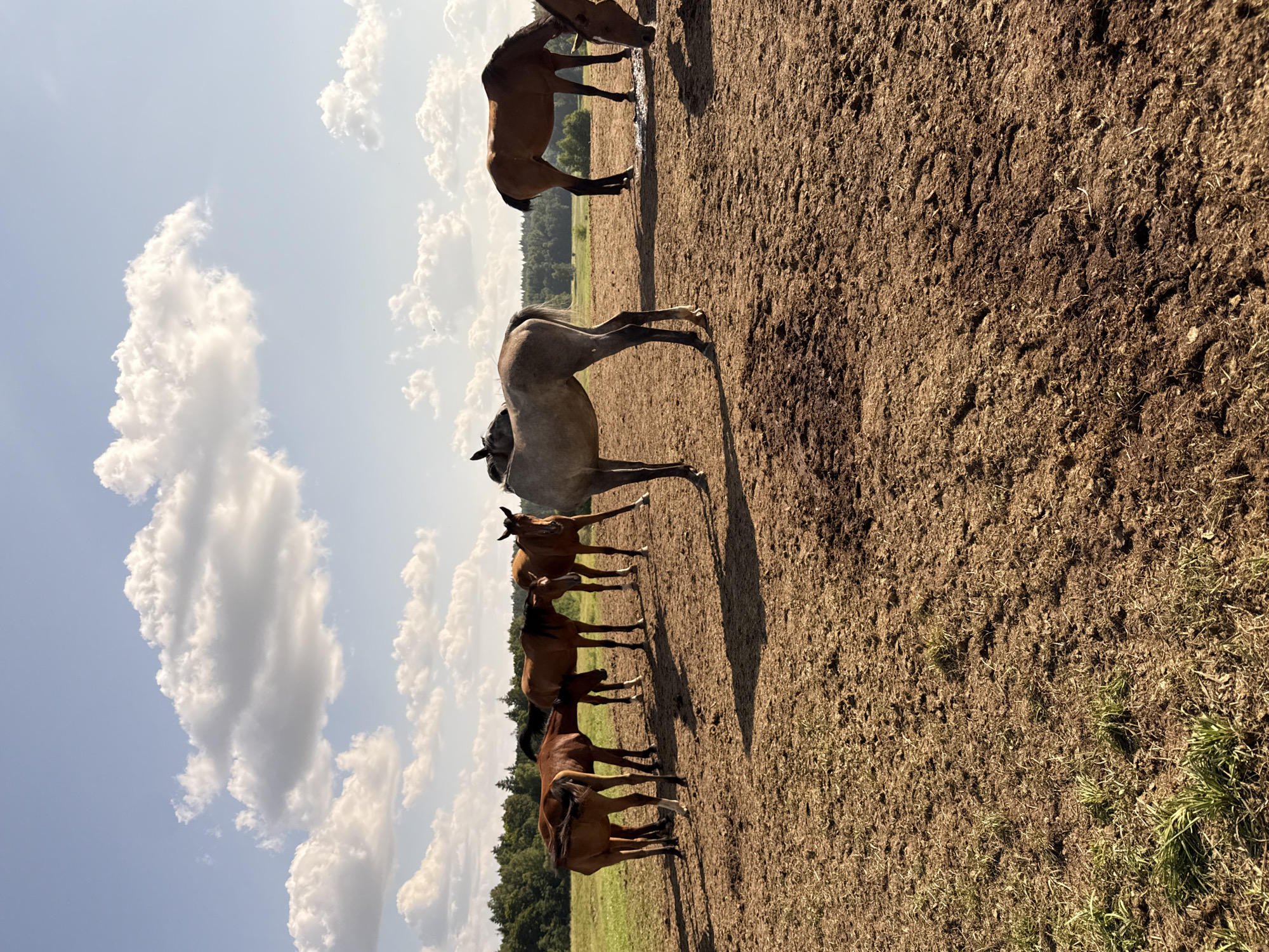 In Galinė, Lithuania, a herd of horses grazes in a dry, muddy field under a bright blue sky dotted with fluffy white clouds. The horses, varying in shades of brown and gray, stand in groups, some appearing to interact with each other. The foreground of the image is dominated by the textured, dry earth, with sparse patches of grass. In the background, a line of trees marks the edge of the field, beyond which lies a lush green landscape. The sun casts shadows across the ground, indicating a clear, sunny day.