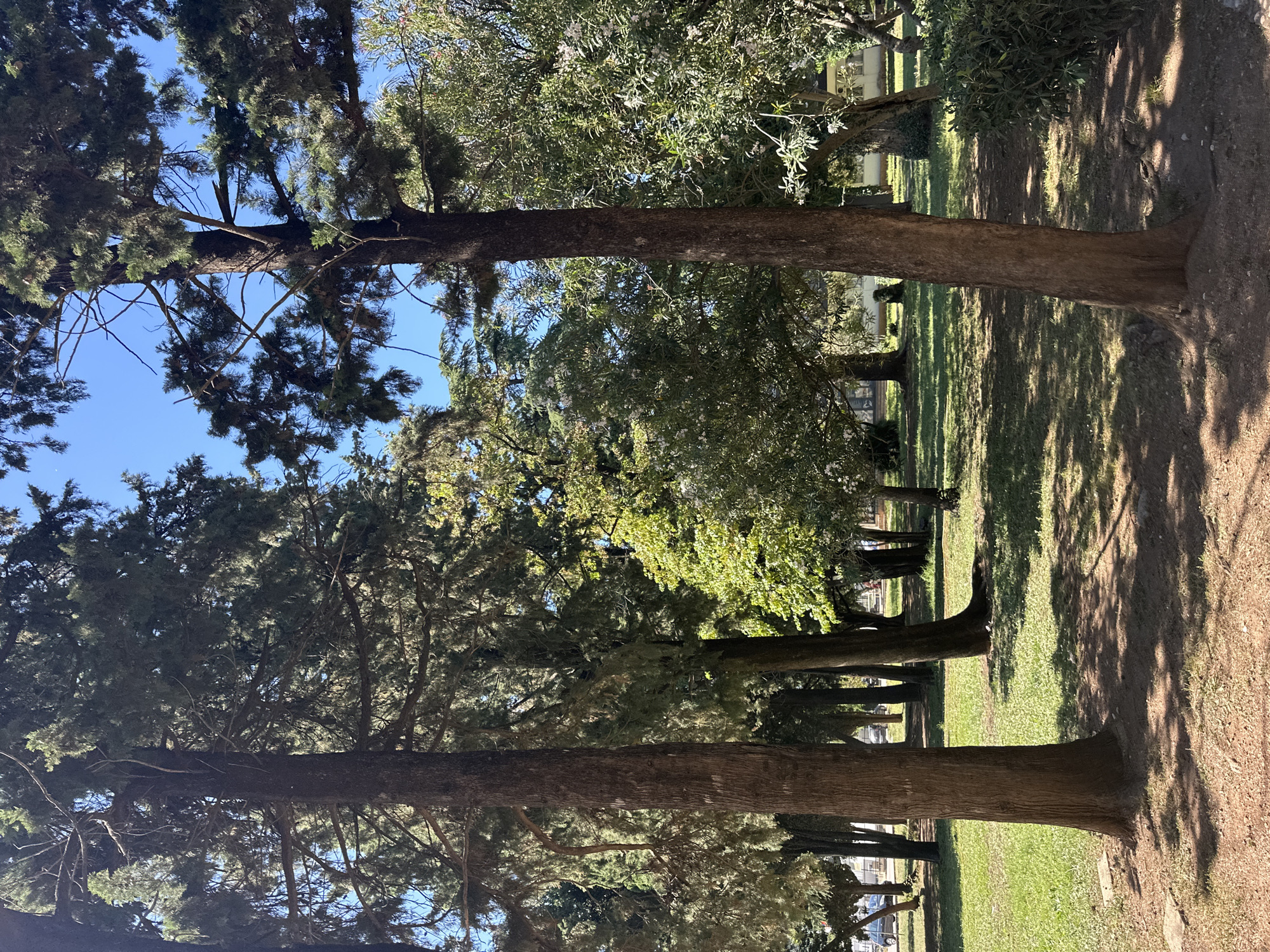 The image depicts a park in Budva, Montenegro. Tall trees line a path, creating dappled shade on the grass and dirt ground. The sky is visible through the tree canopy.