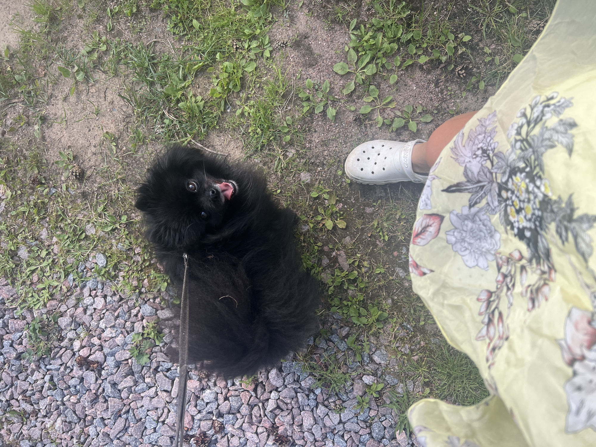 A black Pomeranian dog with its tongue out stands on a dirt and gravel path in Imeni Morozova, Russia. The dog is on a leash. A person's legs, wearing a yellow floral dress and a white Croc shoe, are visible in the foreground. The environment is outdoors with grass and small plants growing between the rocks and dirt.