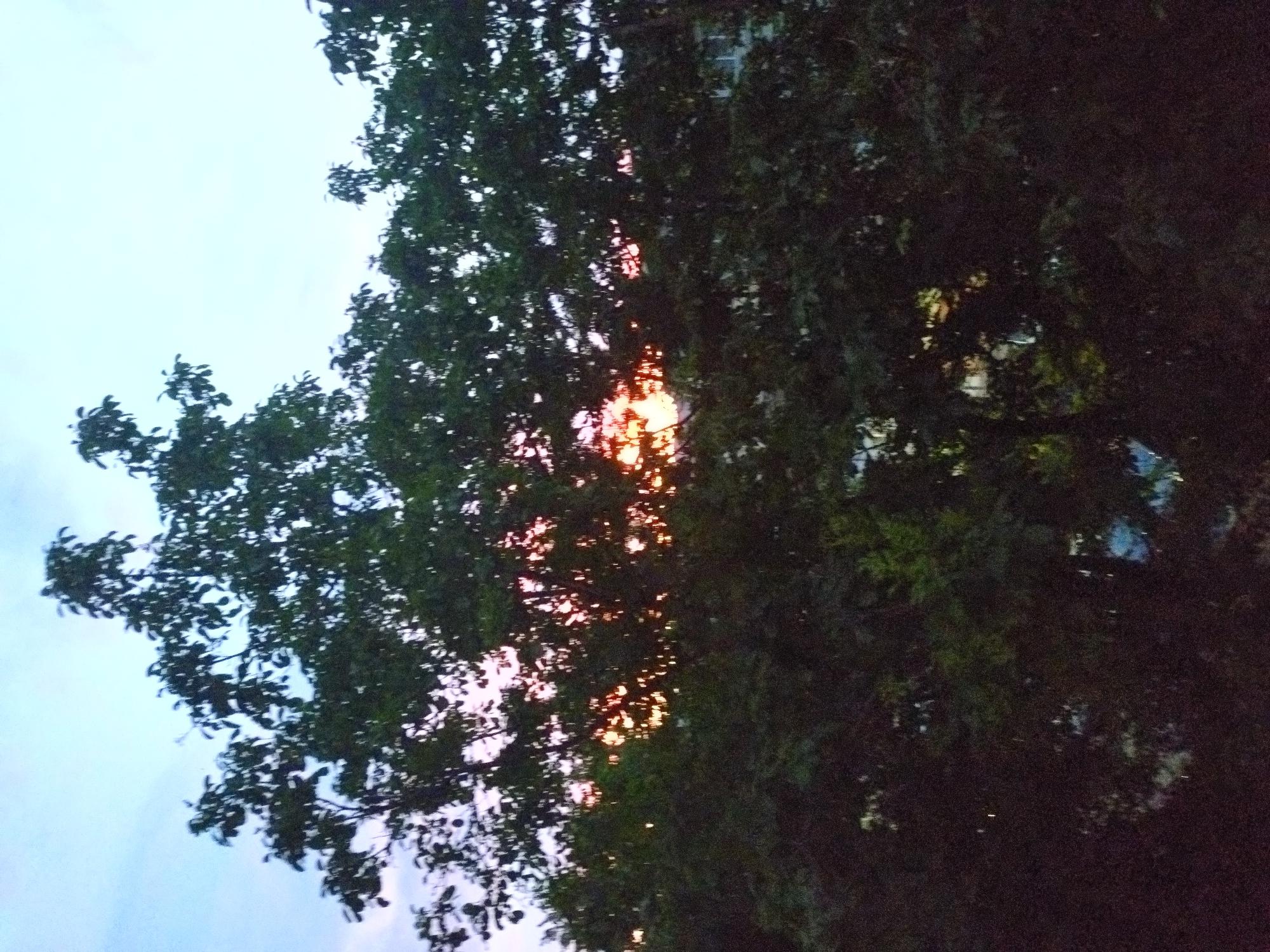 This image shows a view through the leaves of a dense tree canopy, with the sky visible in the background. The sun is setting, casting a warm orange glow through the foliage. The trees are dark green, and their branches are silhouetted against the lighter sky. The image appears to be taken at dusk or early evening. Without further information, the specific location within Stara Zagora, Bulgaria cannot be determined.