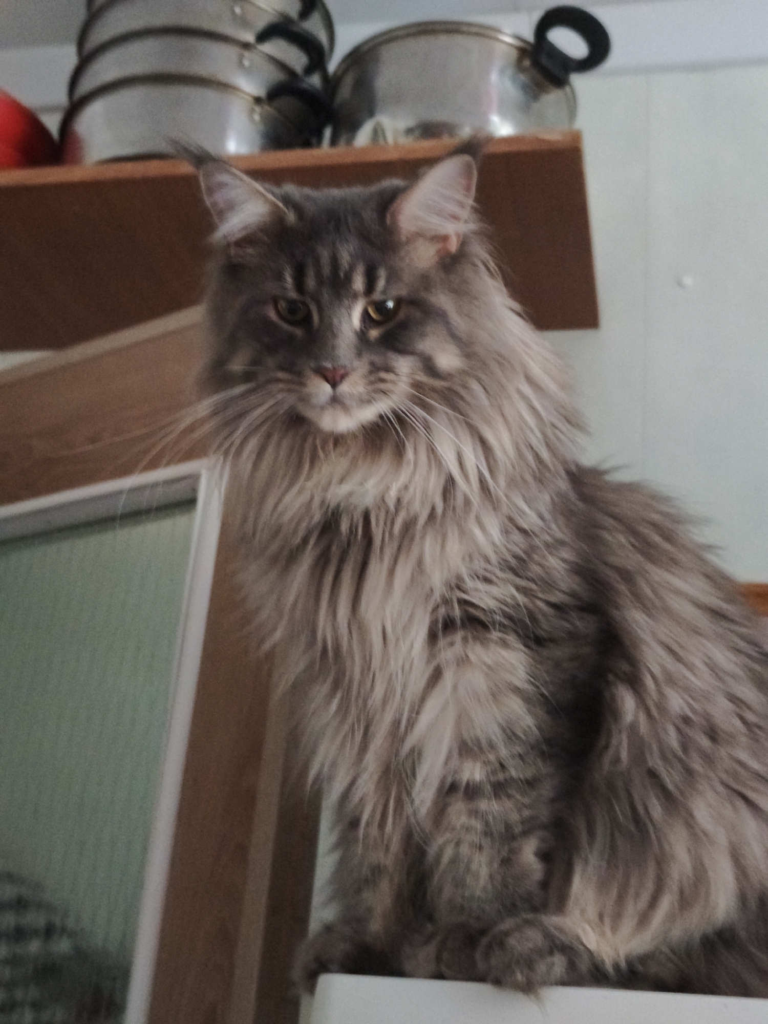 A long-haired grey tabby cat, appearing to be a Maine Coon breed, is perched on a white surface, looking directly at the camera. The cat has prominent ear tufts and a thick mane of fur around its face and neck. In the background, a wooden shelf holds several metallic pots and pans, some stacked. A portion of a green cabinet is visible to the left. The environment suggests an indoor domestic setting, possibly a kitchen or storage area. There is no indication of the specific location within Abakan, Russia.