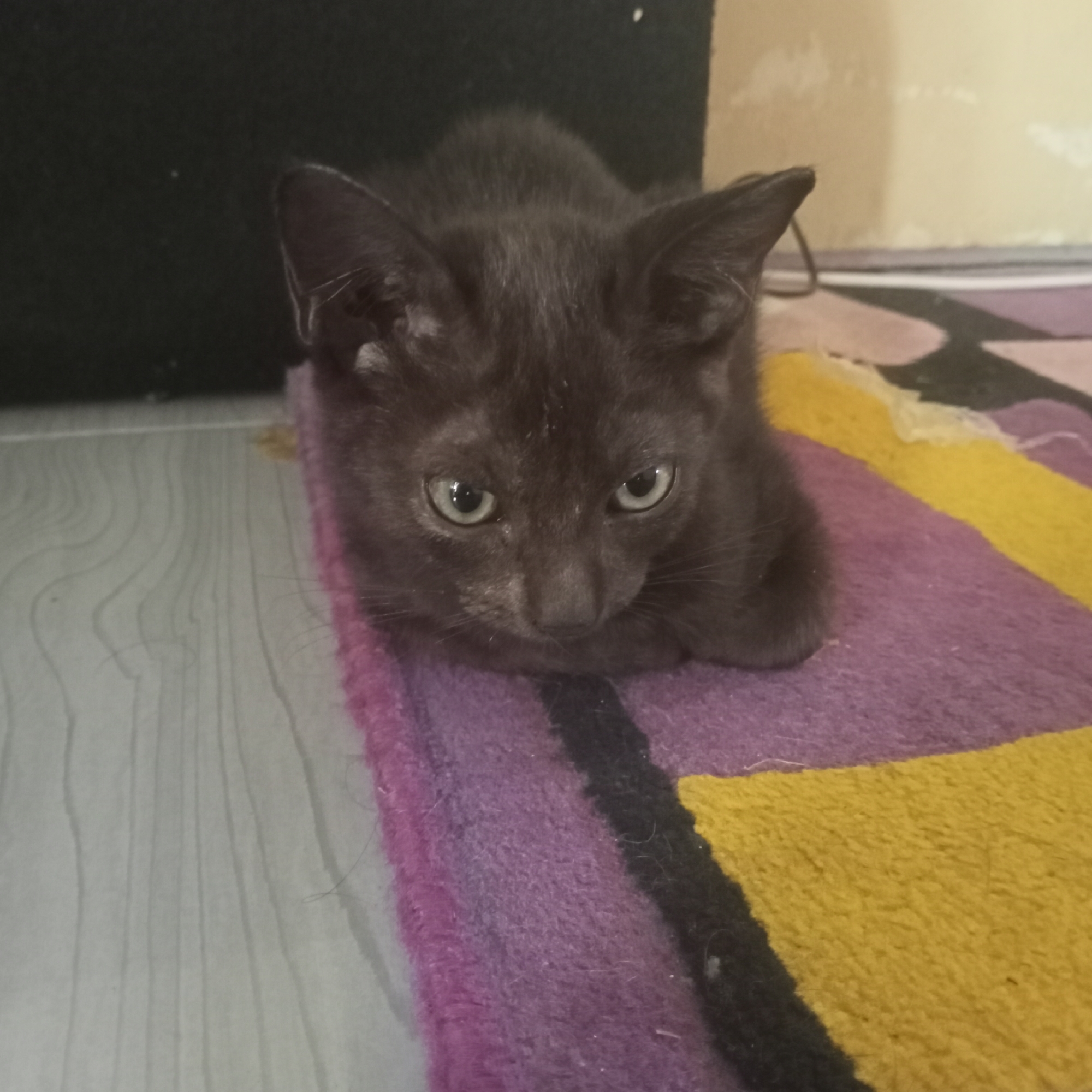 A black kitten with large ears and green eyes lies on a colorful rug with stripes of purple, black, and yellow. The kitten is positioned in the foreground, facing forward with its head resting on its paws. The rug is on a light gray floor with a wood-like pattern. In the background, a dark, indistinct object is visible on the left, and a beige wall with some texture is on the right. The image appears to be taken indoors, possibly in a home in Ketowan, Indonesia.