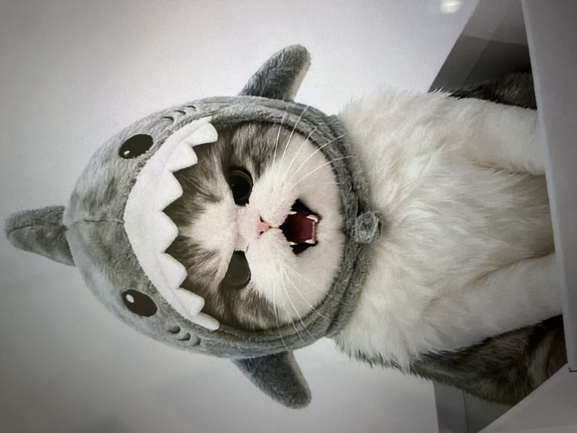 A cat wearing a shark costume hat is sitting in a white box against a plain background. The cat has grey and white fur, with a fierce expression and its mouth open, revealing sharp teeth. The shark hat is grey with white accents and has fin-like ears on the sides. The image is a close-up, focusing on the cat's face and upper body.