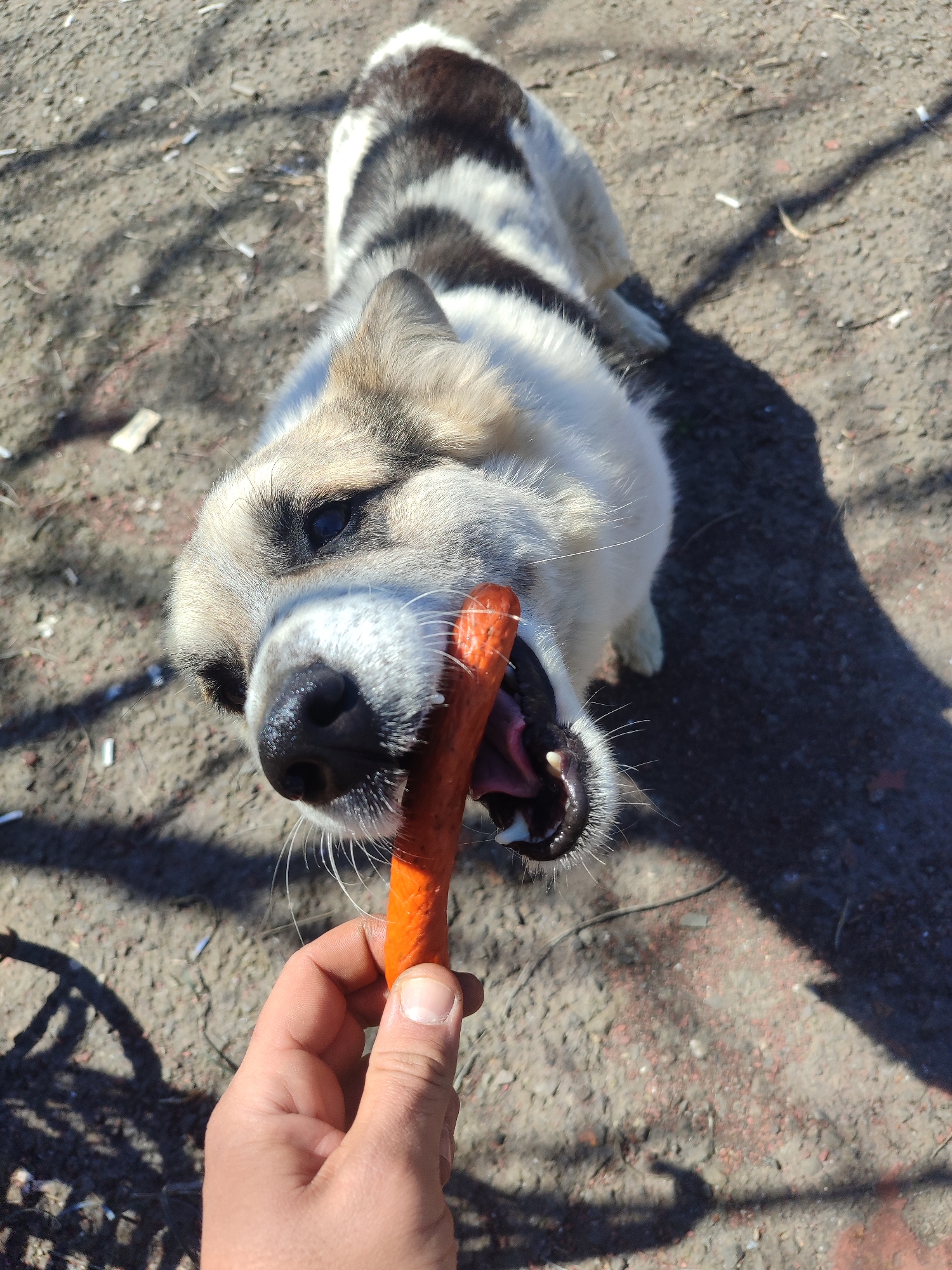 A medium-sized dog with predominantly white fur, mixed with brown and black markings on its back, is being hand-fed an orange-colored stick-like object. The dog is positioned at an upward angle in the frame, with its head and mouth close to the camera. A human hand, presumably the feeder, is holding the object. The setting appears to be an outdoor area with cracked ground, possibly in a city such as Burgas, Bulgaria, given the lack of vegetation and somewhat urban look. The light suggests it is daytime. Small pieces of debris are scattered on the ground.