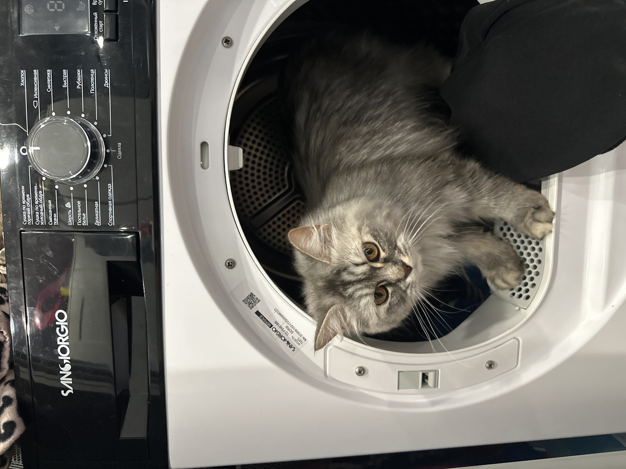 A gray tabby cat is inside a white dryer, sticking its head out of the opening. A black garment is next to the cat, partially obscuring it. The dryer is a SANGIORGIO brand, with a black control panel featuring a dial and Cyrillic text indicating various drying settings. The dryer also has a service label with the model number TD FW91BB.