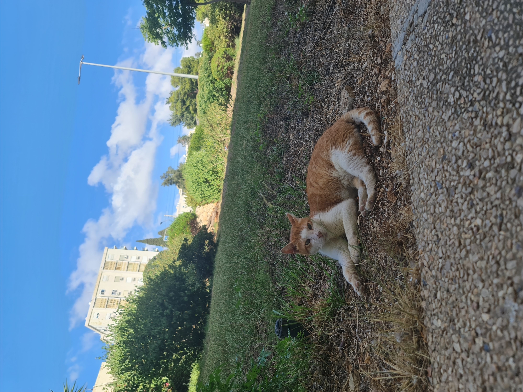 An orange and white cat is lying on the ground in a grassy area with some dry leaves and dirt. The cat is in the foreground, facing the camera with its front paws extended. In the background, there is a lush green hillside covered with bushes and trees. A modern apartment building with several windows and balconies is visible at the top of the hill. A street lamp stands tall against a bright blue sky with scattered white clouds. The scene appears to be in a residential area, possibly in the city of Haifa, Israel, given the architecture and vegetation.