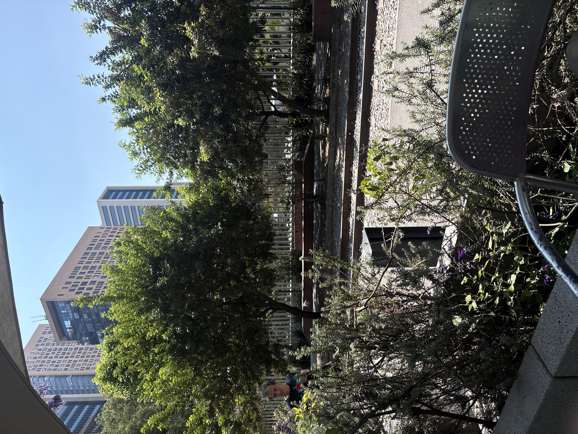A slightly rotated, medium shot captures a section of a park or garden in Mexico City, Mexico. The background features tall buildings, while the foreground consists of lush greenery including trees, bushes, and flowering plants. In the middle of the shot, a pedestrian walkway with light-colored gravel on the sides is visible. A metal chair sits on the right side of the frame, partially obscured by greenery. In the lower-left quadrant, a person with gray hair and light skin can be seen among the foliage. A fence separates the walkway from the garden.
