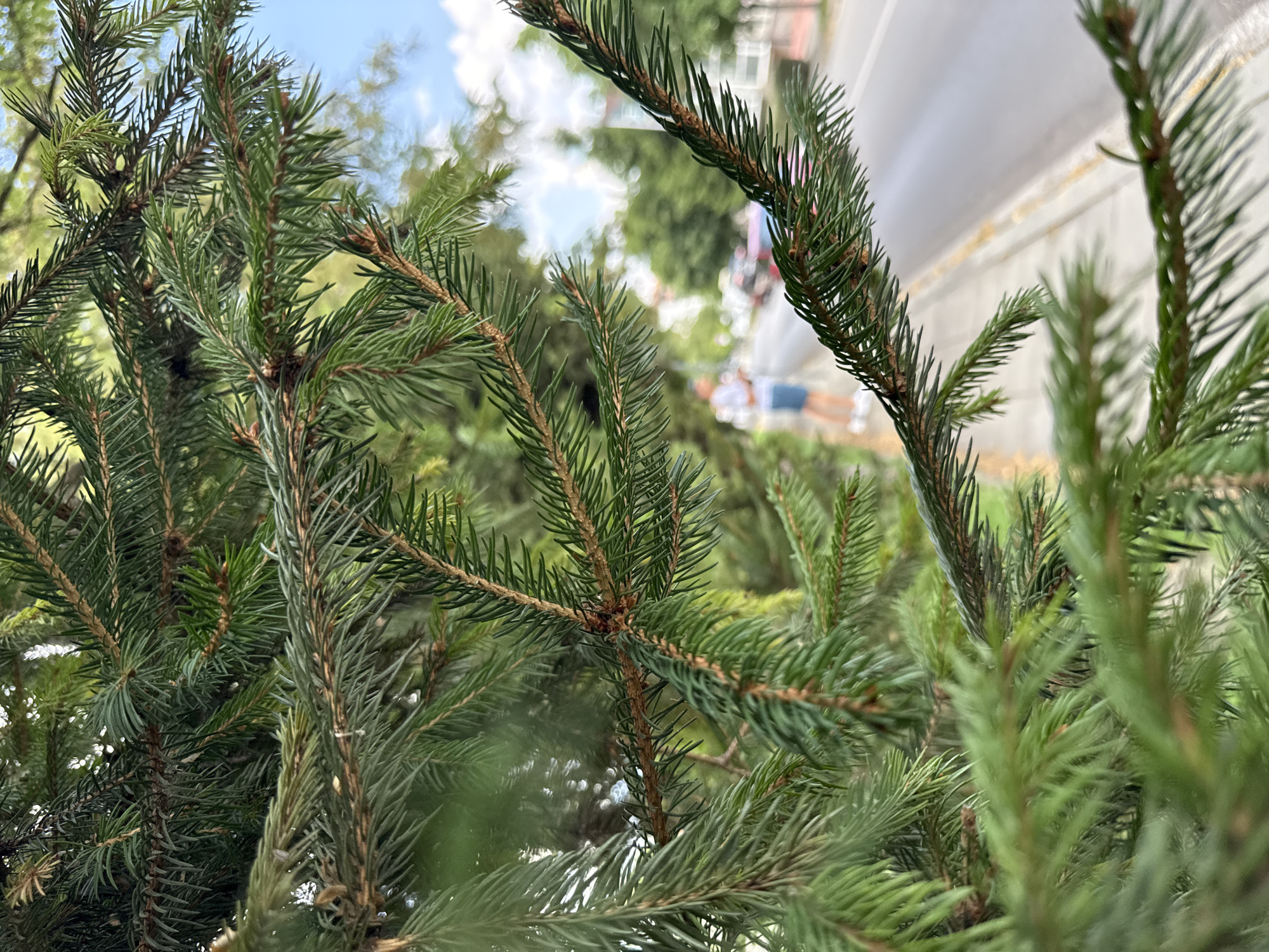 In Bansko, Bulgaria, a close-up view of evergreen branches dominates the foreground, obscuring a street scene. The needles are a deep green, with some brown on the branches. In the background, a person wearing a light-colored shirt and blue shorts stands on a sidewalk next to a road. The road appears to be an urban street with some buildings and trees visible. The sky above is partially cloudy.