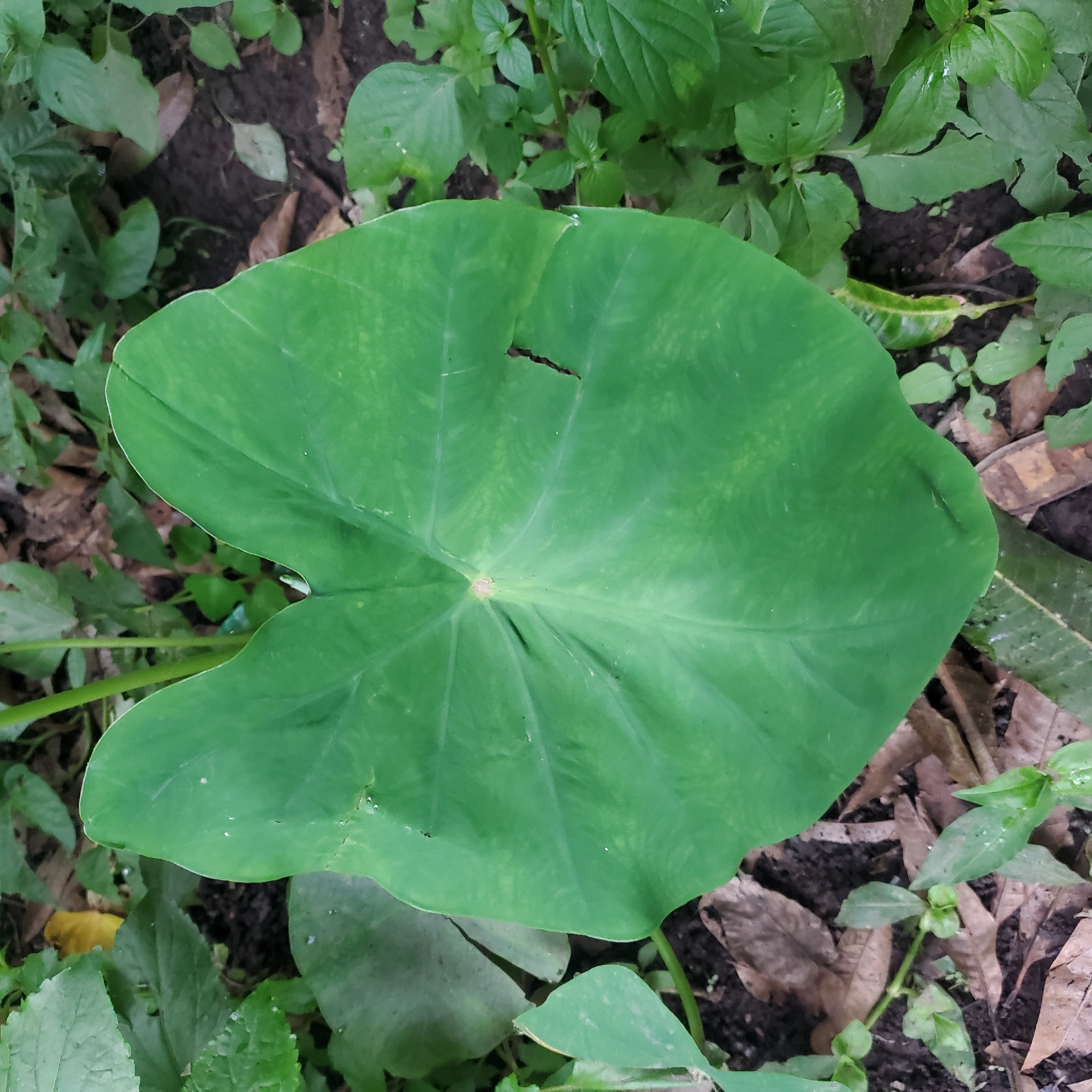 A close-up, top-down shot captures a large, vibrant green taro leaf (Colocasia esculenta) as the central subject. The leaf is heart-shaped and displays prominent veins radiating from its center. It appears slightly moist, with a few tiny water droplets visible on its surface. A small, dark tear is present near the upper edge of the leaf. The leaf lies on the ground, surrounded by other foliage and organic debris.
The ground beneath the leaf is dark soil mixed with fallen brown leaves, suggesting a natural, possibly damp environment. Various other green plants and leaves, some appearing smaller and less mature than the main subject, fill the background. Some of these smaller leaves have visible holes. The lighting suggests it is daytime, with soft, diffused light that doesn't create harsh shadows. The overall scene evokes a sense of a lush, humid, and natural outdoor setting, likely a garden or a wild area in a tropical or subtropical climate. There is no text visible in the image. The location context provided is Ribina East, Nigeria, which aligns with the visual cues of the flora and environment.