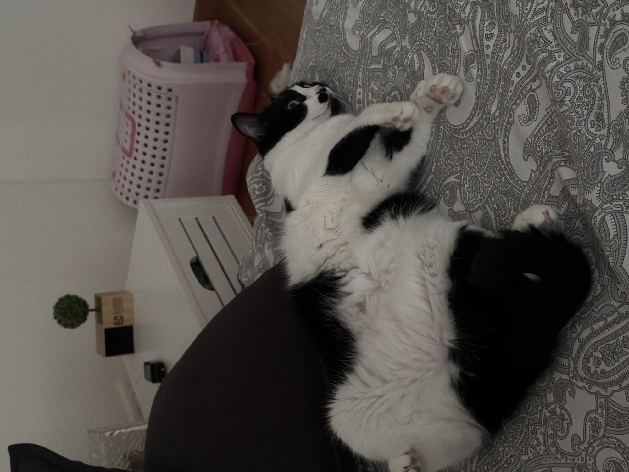 A black and white cat is lying on its back on a paisley patterned bedspread. The cat's front paws are crossed in the air. A pink and white polka-dotted hamper is visible in the background next to a white nightstand. A small, wall-mounted decorative object is also visible. The location appears to be a bedroom interior. The city of Belgrade, Serbia is not discernible from the image.