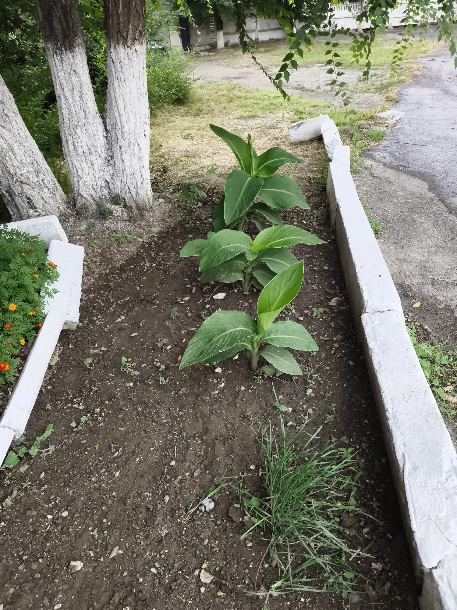A shallow planter box containing several small, leafy green plants is located in the foreground of the image. The planter box is bordered by a concrete curb painted white. Behind the planter box, three tree trunks painted white are visible. The ground is covered in dark soil with scattered small rocks and debris. To the right of the planter, a grey paved surface is visible, likely a sidewalk or road. In the background, there is a grassy area with some sparse vegetation and a white fence. Overhanging branches with green leaves are visible in the upper portion of the image. The scene appears to be an outdoor urban or suburban environment.
