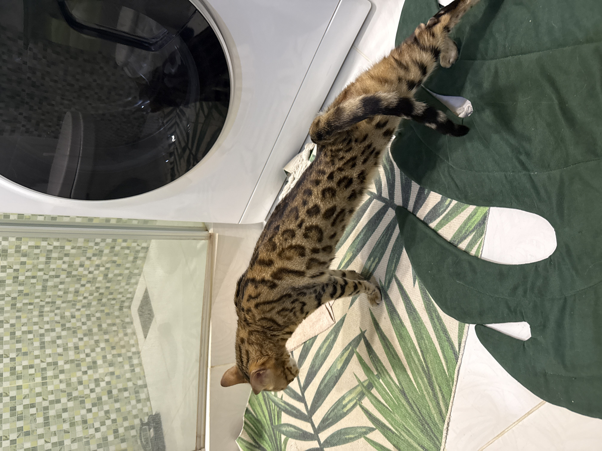 A Bengal cat with brown and black spots stands on a rug with a palm leaf pattern in a bathroom. The cat is positioned in a downward-facing dog yoga pose. To the right of the cat is a white washing machine. The bathroom floor is tiled, and the walls are covered in small, multi-colored tiles.
