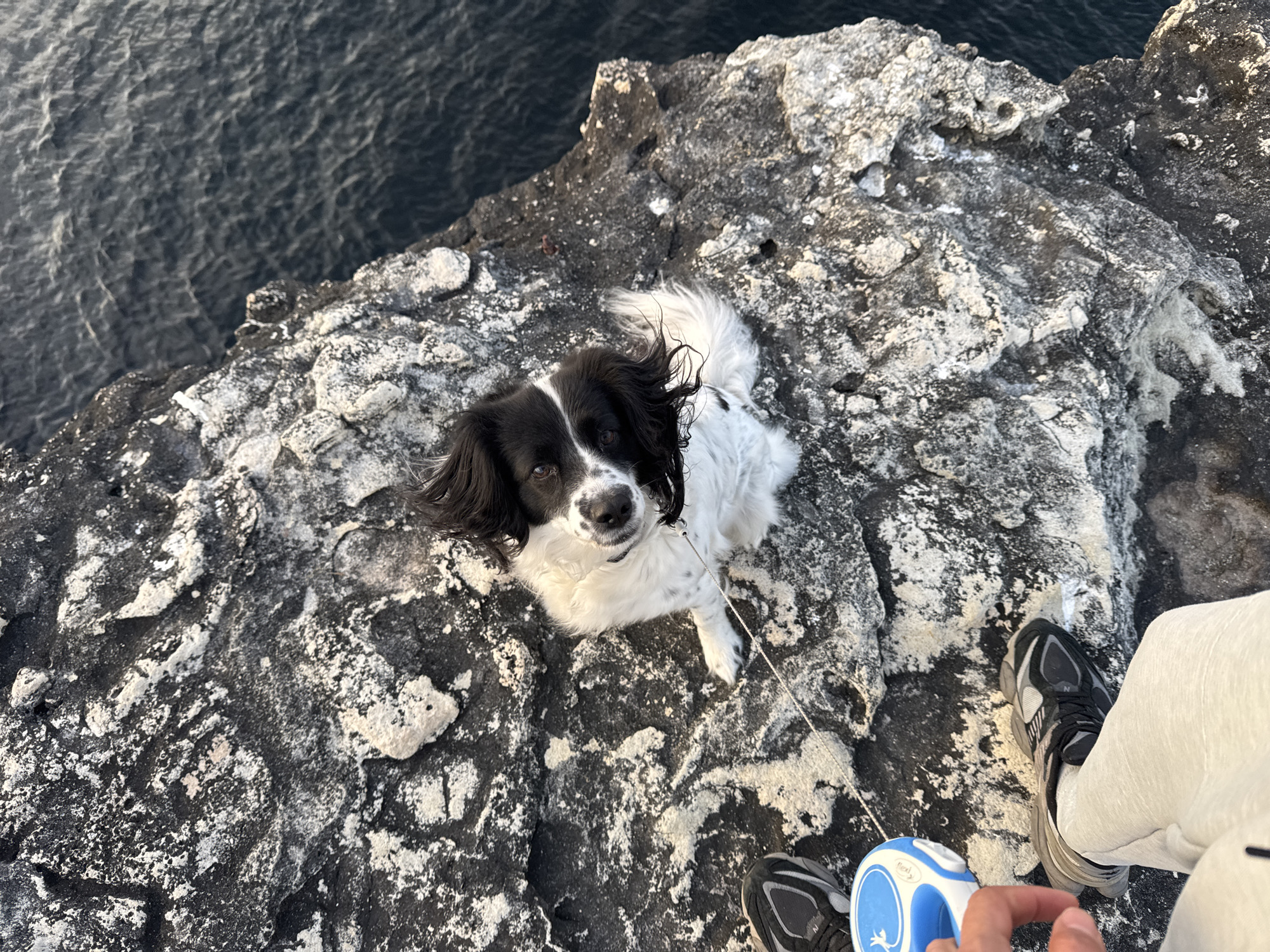 A high-angle, close-up photograph shows a black and white dog sitting on a rocky cliff overlooking the sea. The dog is positioned slightly left of the frame's center, looking directly at the camera with a small, retractable blue and white leash attached to its collar. The leash extends towards the bottom right of the frame, where a person is holding it. A portion of the person's lower leg, clothed in light-colored pants, and their shoes are visible. The shoes are black and gray.
The background consists of the dark, choppy surface of the sea, and the rocky terrain of the cliff. The rocks are grey and white, suggesting they could be limestone or a similar type of sedimentary rock. The scene is lit by natural light, likely during the day.
The photograph appears to be taken near a cliffside in Tsarevo, Bulgaria, based on possible location clues and visual characteristics.
