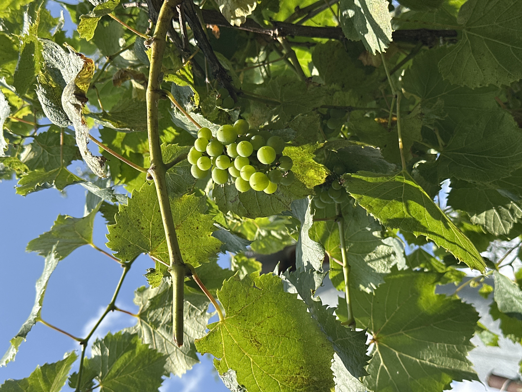 A close-up, low-angle shot shows a cluster of unripe green grapes hanging from a vine. The grapes are small and round, and they are clustered together on a stem. The vine has large, green leaves, some of which are damaged or dried. The background is a bright blue sky with a few white clouds. The scene is set outdoors, likely in a garden or vineyard. There are no people or animals visible in the image. The image appears to have been taken on a sunny day. The specific location of Yessentuki, Russia is not identifiable from the visual information in the image.
