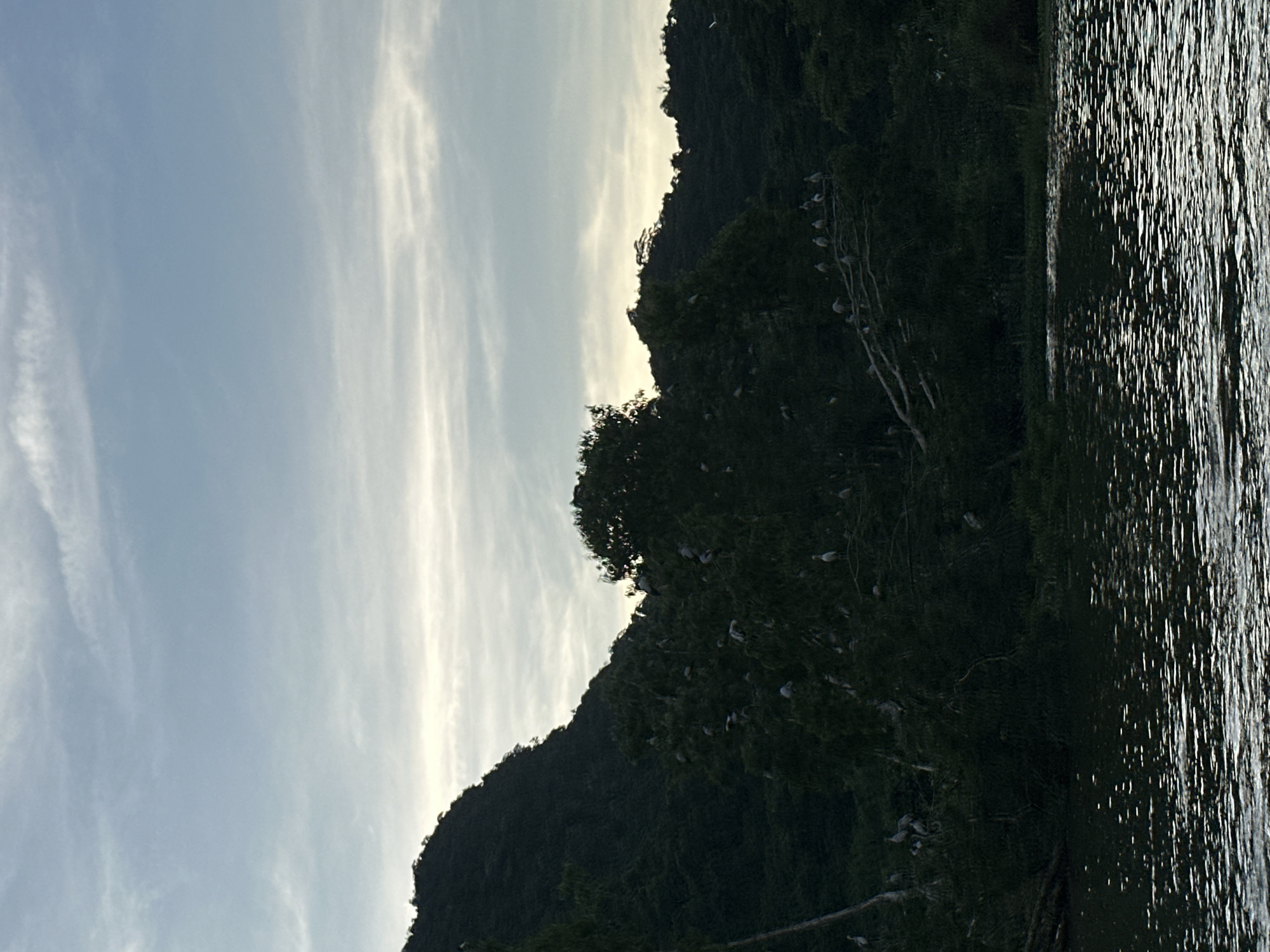 The image depicts a serene natural scene at dusk, likely within Yên Sơn Ward, Vietnam, characterized by a body of water in the foreground reflecting the fading light and a lush, verdant hillside in the background. The hillside is densely covered with trees, forming a dark, silhouetted mass against the sky. Numerous birds, predominantly white and standing upright, are perched on the branches of the trees, creating a striking contrast with the dark foliage. The sky above is a soft gradient of blue and grey, with wispy clouds stretching horizontally, indicating the approach of twilight. The overall atmosphere is tranquil and suggestive of a natural habitat undisturbed by human activity.