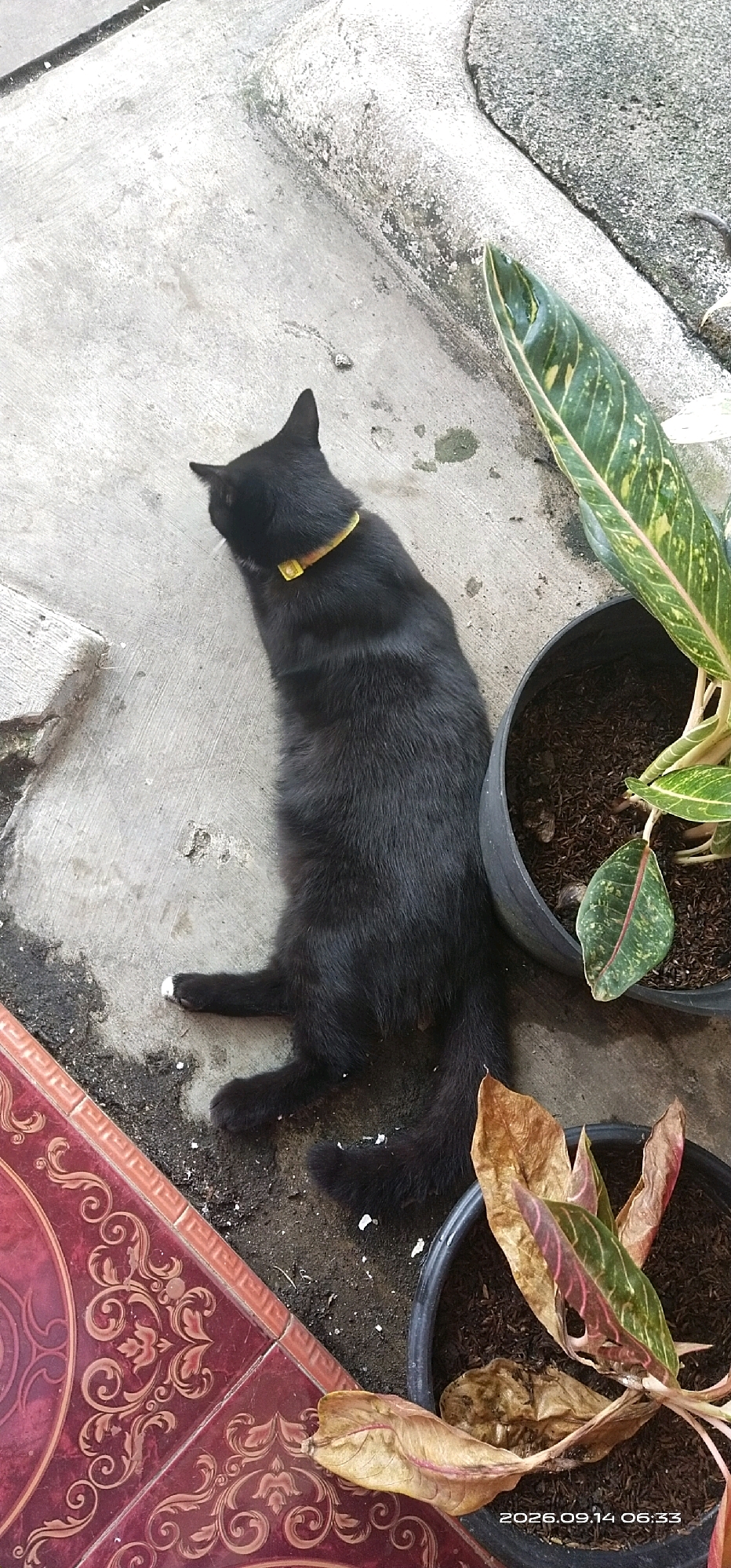 A black cat with a yellow collar is lying on a concrete surface in Matabu, Indonesia. The cat is oriented with its head to the left and its body extending towards the right. In the background, there are two potted plants. One plant has green and variegated leaves, and the other appears to be a less healthy plant with dried leaves. To the left of the cat, there is a section of tiled flooring with an intricate red and gold pattern. The concrete surface appears weathered and has some debris scattered on it. The scene is outdoors, likely in a yard or patio area.