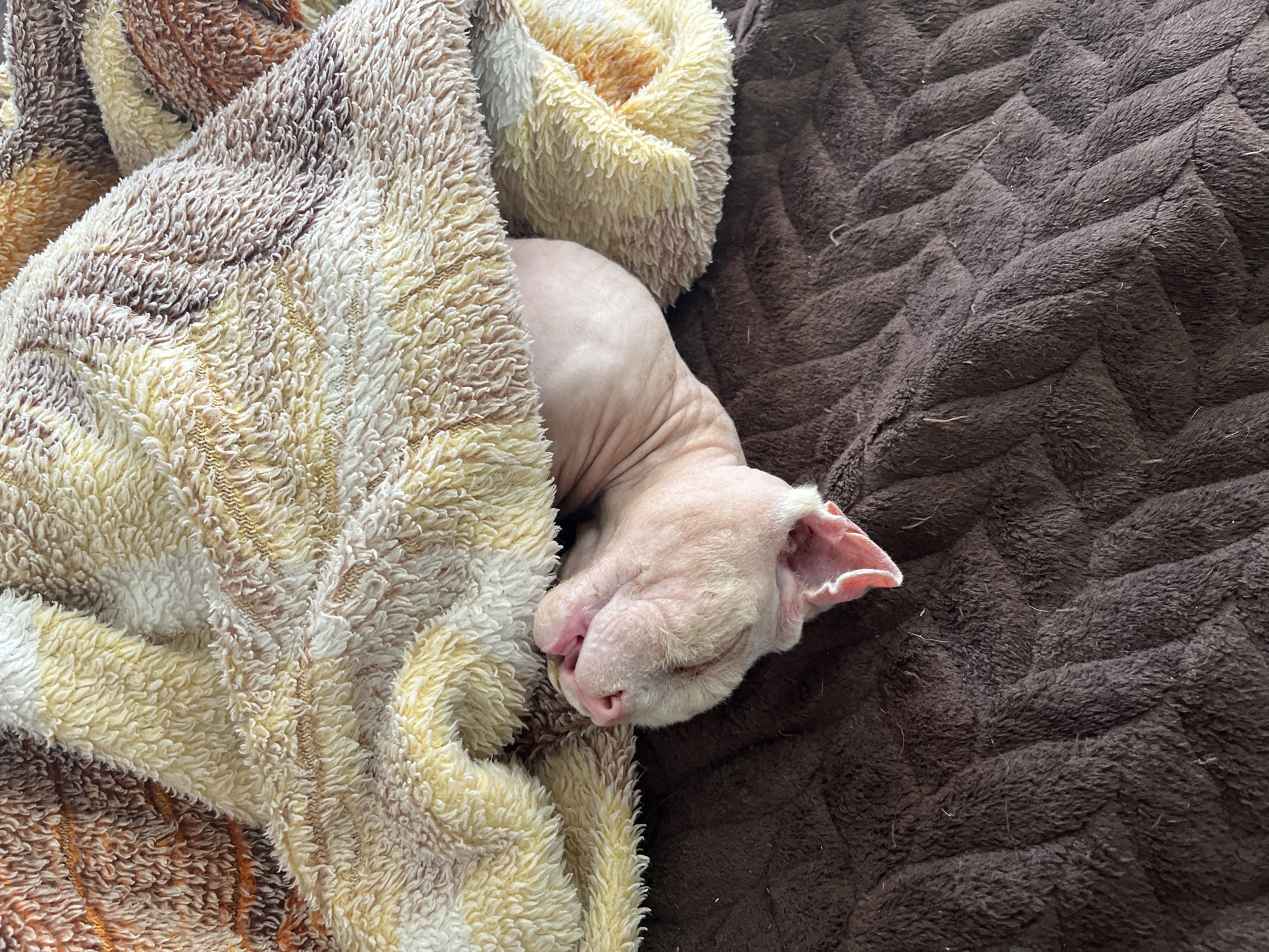 A light pink, hairless animal, possibly a dog, is partially submerged under a fluffy, striped blanket. The blanket is predominantly yellow and brown, with some white and orange streaks. The animal's head is visible, tilted back with its mouth open, revealing its pink gums and tongue. Its ears are visible and appear to be laid back against its head. The animal is lying on a dark brown, textured blanket. The background appears to be a surface covered by the dark brown blanket. The scene is indoors, likely on a bed or couch.