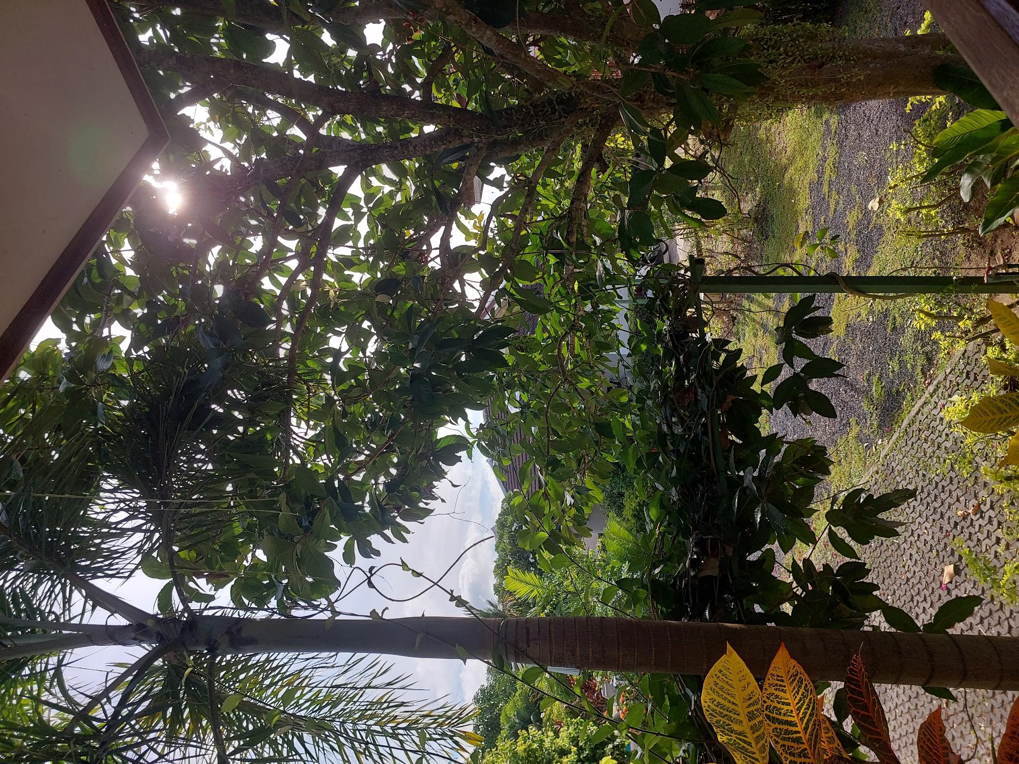 The image depicts a view from a covered area, possibly a balcony or patio, looking out onto a lush, green environment in Baan Mae Nam, Thailand. In the foreground, a large palm tree trunk stands to the left, with its fronds extending upwards and to the left, silhouetted against a bright sky. To the right and center, a mature tree with a textured bark is heavily laden with green leaves, dappled by sunlight. The sun is partially obscured by the leaves, creating a lens flare effect.
Below the trees, the ground is covered with a textured paving stone pattern on the left, transitioning to gravel and then patches of grass on the right. Various plants, including some with vibrant yellow and red-tinged leaves, are visible near the foreground. In the background, glimpses of buildings with tiled roofs and more dense foliage suggest a residential or tropical setting. The sky is partly cloudy, with bright sunlight indicating a daytime scene. There are no people or animals visible in the image.