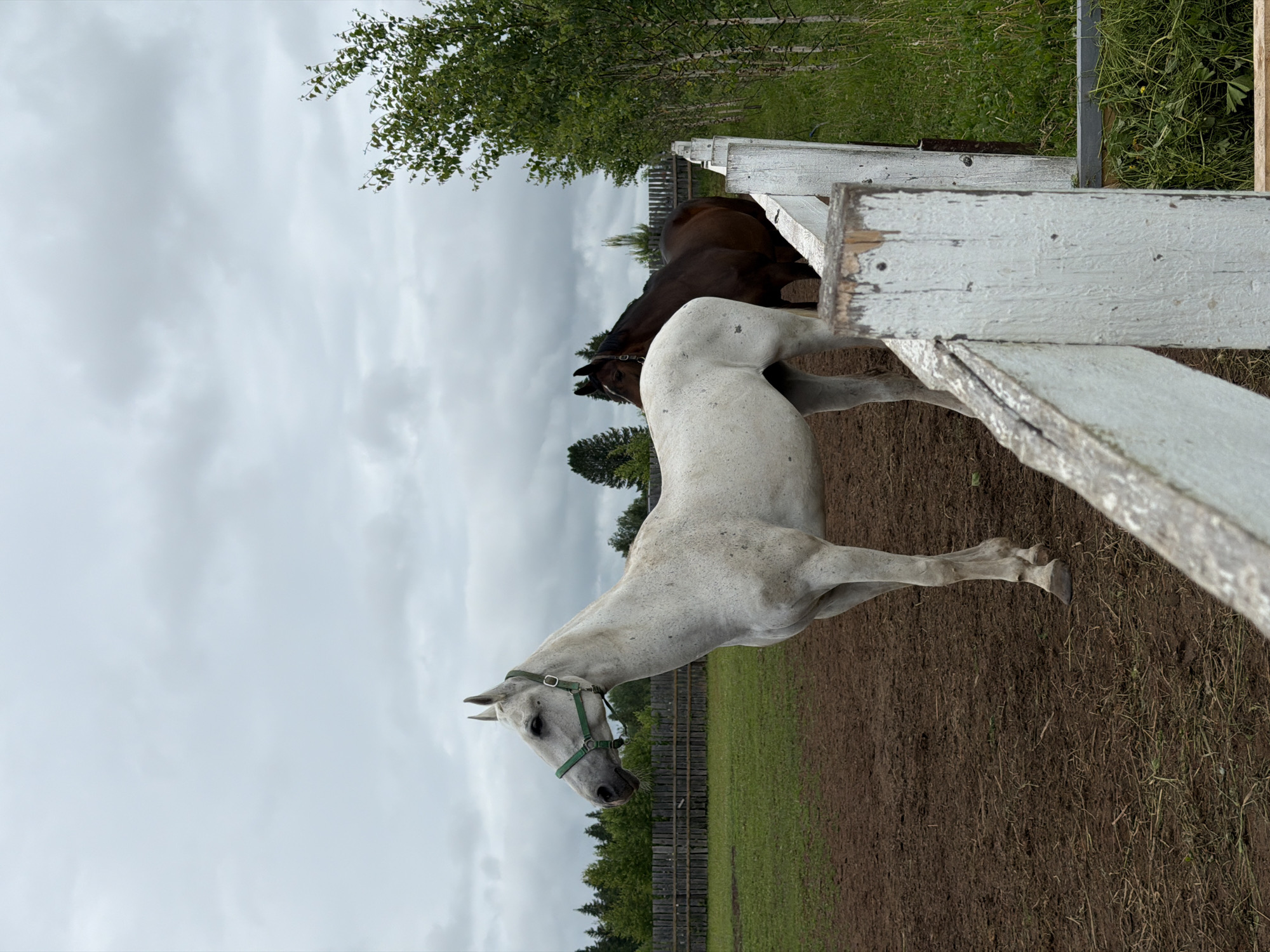 This image, located in Kechur, Russia, depicts an outdoor horse enclosure under an overcast sky. The primary subject is a white or light grey horse, displaying dark speckling on its coat, standing in profile facing left. It is fitted with a green nylon halter on its head. Its right front leg is slightly bent, and its hooves are visible. A second, dark brown horse is partially visible behind and to the right of the white horse, also standing, with its head turned away from the camera's perspective. The ground in the immediate foreground is dark brown soil, typical of a well-used paddock, with scattered dry plant debris. A patch of green grass is visible further back within the enclosure. A weathered white wooden fence, showing signs of paint chipping and wear, is prominent in the lower right and extends across the lower portion of the frame, partially obscuring the horses' lower legs and the ground. In the mid-ground, a dark, rustic wooden fence, constructed with horizontal rails, delineates the boundary of the enclosure. Beyond this fence, a dense line of trees, including both coniferous and deciduous varieties, forms the background. To the far right, a distinct row of slender, light-barked deciduous trees stands alongside another white fence. The sky is uniformly light grey, indicating full cloud cover, without direct sunlight. No individuals are present in the frame.