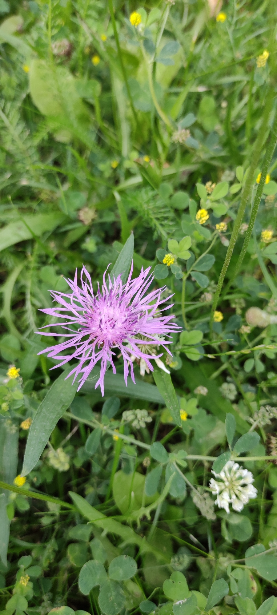 A close-up, vertical shot captures a vibrant purple thistle bloom at the center, its delicate petals fanned out against a backdrop of lush green foliage. The thistle's intricate structure is clearly visible, with fine, spiky tendrils radiating outwards. Surrounding the main subject are various smaller plants, including small yellow flowers, clover leaves with three leaflets, and a cluster of white blossoms on the lower right. The background is a blur of greens, suggesting a natural, outdoor environment. The image appears to have been taken in Rosinka, Russia, based on the provided context. There are no people, actions, or interactions depicted.