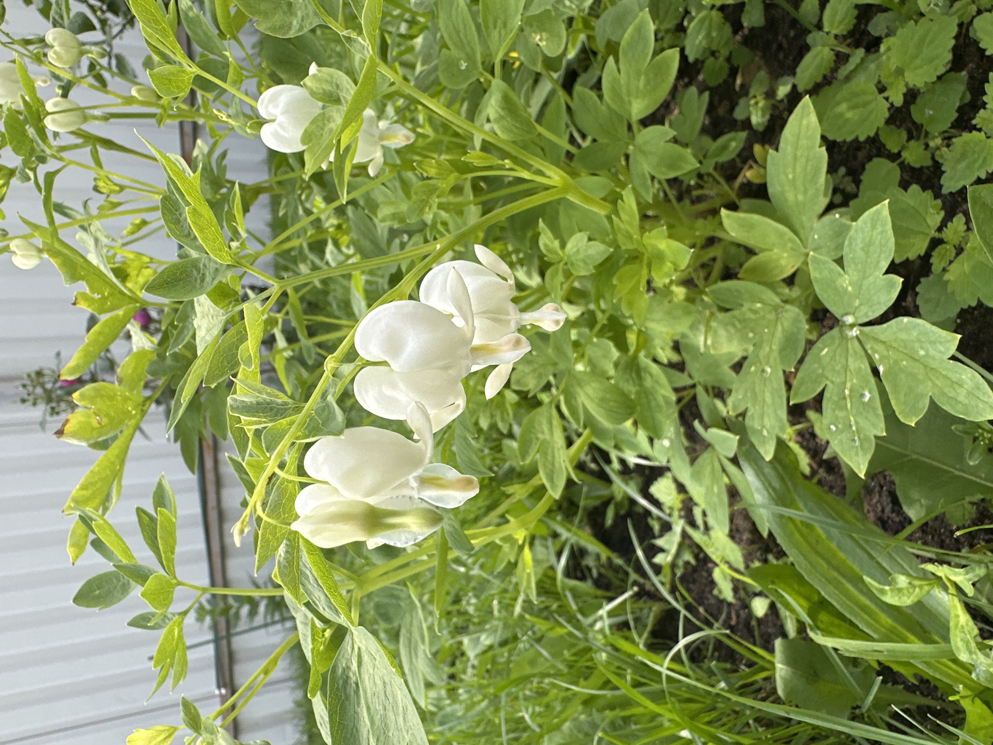 The image displays a close-up view of white bleeding heart flowers in bloom, surrounded by lush green foliage. The flowers are the central subject, with their distinctive heart shape clearly visible. They are delicate and white, with some hints of pale yellow at the base of the petals. The surrounding leaves are a vibrant green, some appearing to have water droplets on them, suggesting recent rain or dew. The background is a mix of darker soil and more greenery, indicating a garden or natural setting. In the far left background, a glimpse of a white, corrugated metal surface can be seen, possibly a fence or shed. The lighting suggests it is daytime, with soft natural light illuminating the flowers and leaves. The overall impression is one of natural beauty and tranquility. The location context provided is Chernishnya, Russia. There is no visible text in the image.