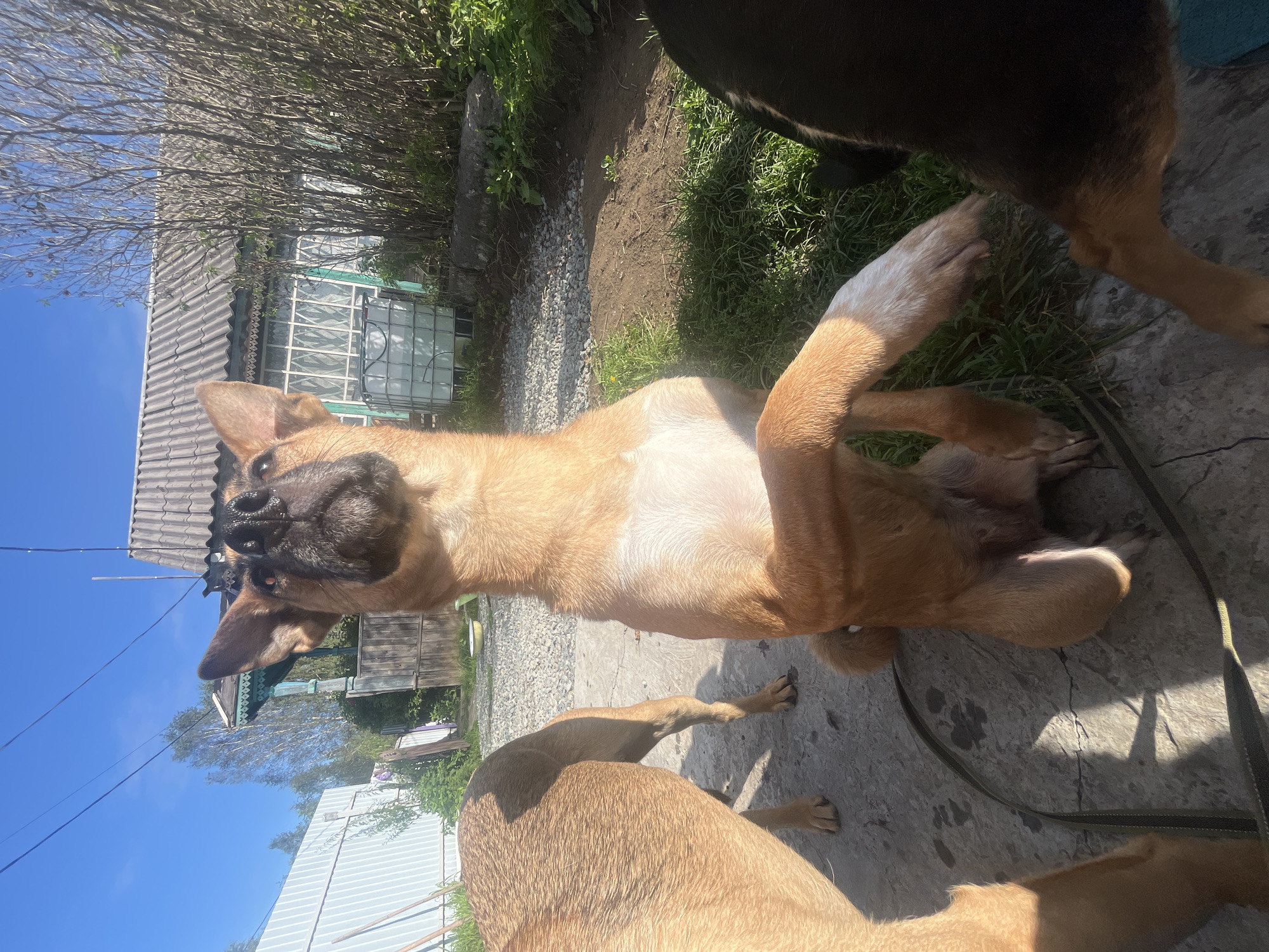 In a semi-urban, possibly rural environment with a clear blue sky, a medium-sized, tan-colored dog is captured in a dynamic pose, sitting up with its front paws extended forward. The dog's head is tilted upwards, its nose prominent, and its ears are alert. Behind the primary subject, the hindquarters of another tan dog are visible on the left, and a portion of a dark-colored dog is seen on the right. The ground is a mix of cracked concrete and gravel. In the background, a weathered house with a gray corrugated roof, decorative window trim, and white-paned windows stands under a clear sky with visible overhead wires. Vegetation, including trees and grass, surrounds the structure, and a large white plastic tank is situated near the house. The scene suggests an outdoor domestic setting, possibly a yard or backyard, within a settlement that exhibits characteristics common in areas like Nizhny Tagil, Russia, where such architectural styles and utilitarian elements are observed.