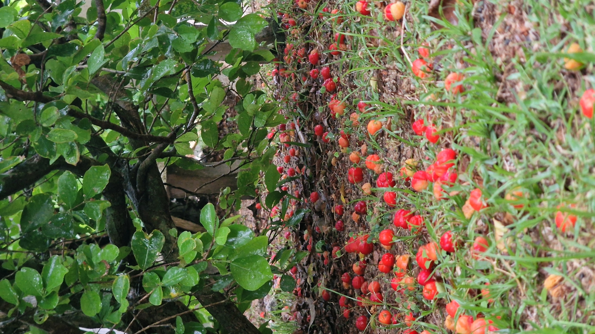 In Baan Mae Nam, Thailand, a low-angle, vertical shot captures the ground beneath a tree laden with green, wet leaves. The ground is covered in numerous small, red and orange fruits, suggesting they have fallen from the tree. Blades of grass intersperse the scattered fruits and dry leaves. The tree's trunk and branches, dark and wet, are visible in the upper portion of the image, with some branches extending into the frame. The overall impression is that of a natural scene after a rain, with the fruits creating a vibrant carpet under the tree.