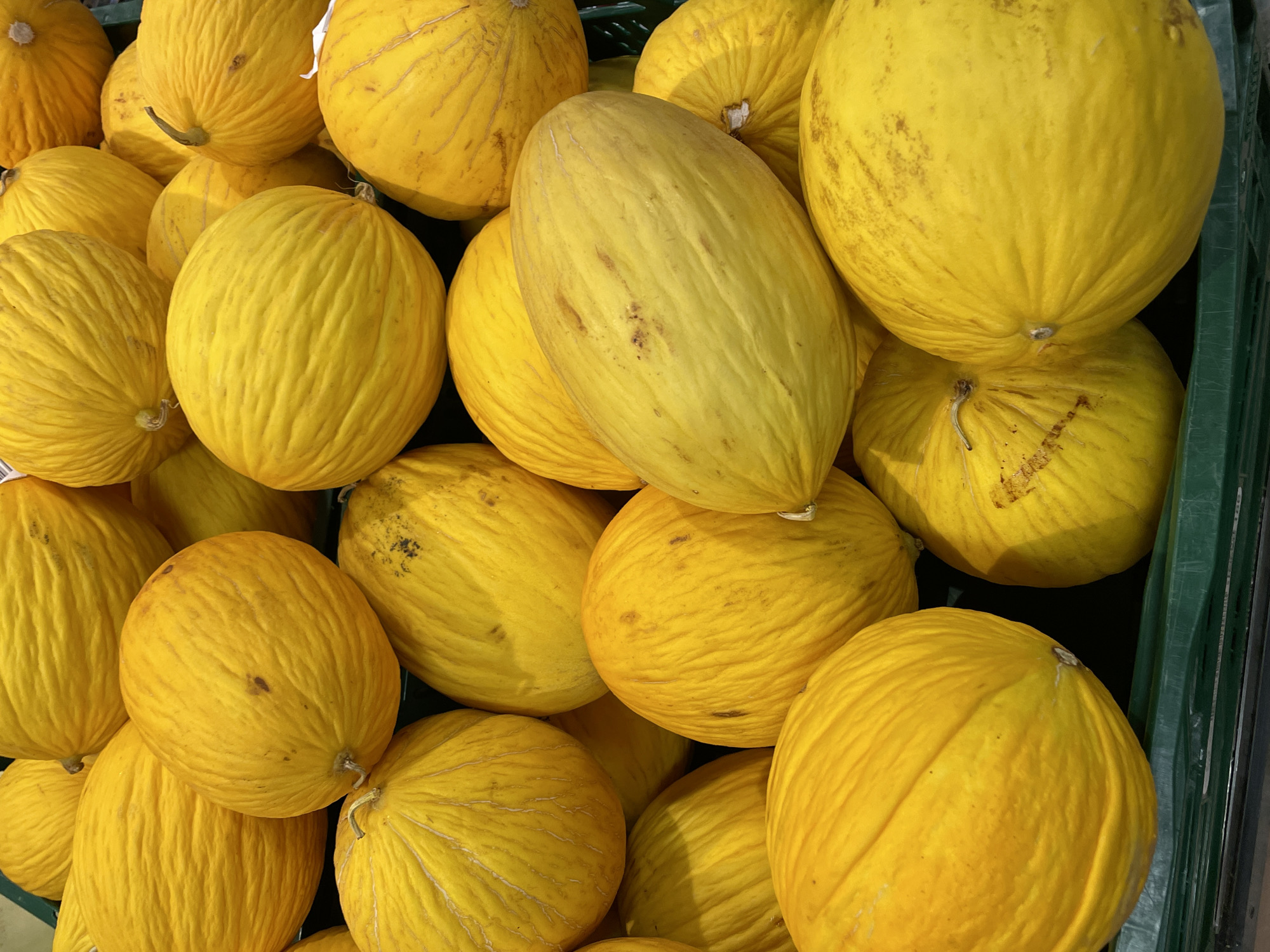A close-up, top-down shot displays a large pile of ripe, yellow cantaloupes, likely at a farmer's market or grocery store in Siegburg, Germany. The melons are round to oval in shape, with prominent netted skin and a vibrant yellow hue, some exhibiting slight brown spotting, indicative of ripeness. They are densely packed in a green plastic bin, with their rounded surfaces filling the frame. The lighting is bright, highlighting the texture and color of the fruit. No people are visible in the image.