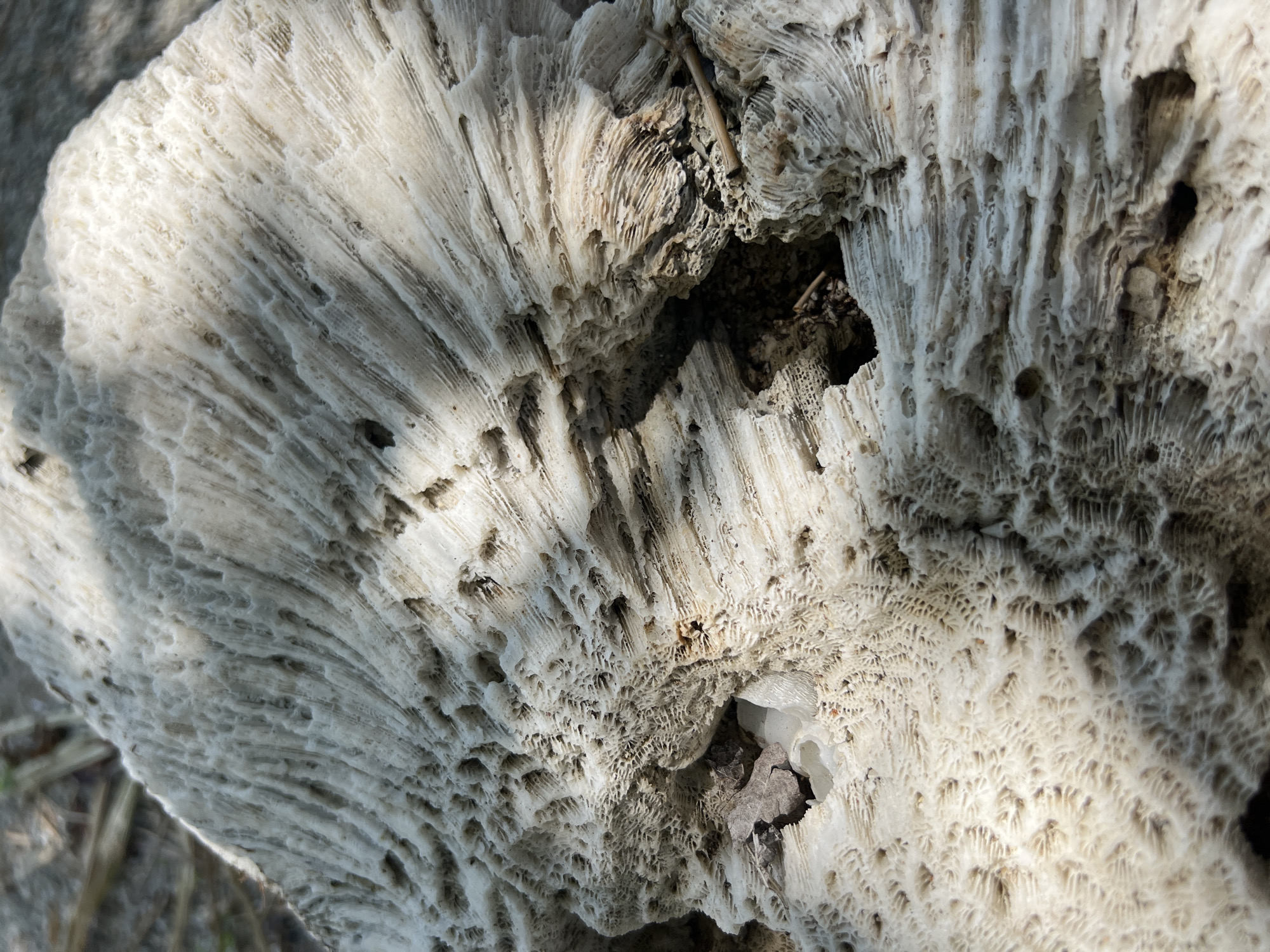 A close-up shot focuses on a large piece of sun-bleached coral that has washed ashore in Bac Nha Trang Ward, Vietnam. The coral exhibits a porous, intricate texture with numerous small holes and channels. Sunlight casts shadows across its surface, highlighting the organic, skeletal structure. Some dry leaves and twigs are scattered on and around the coral, suggesting a natural beach environment. The background is out of focus, with hints of sand and possibly vegetation, indicating this is an outdoor setting. No people are visible in the image.