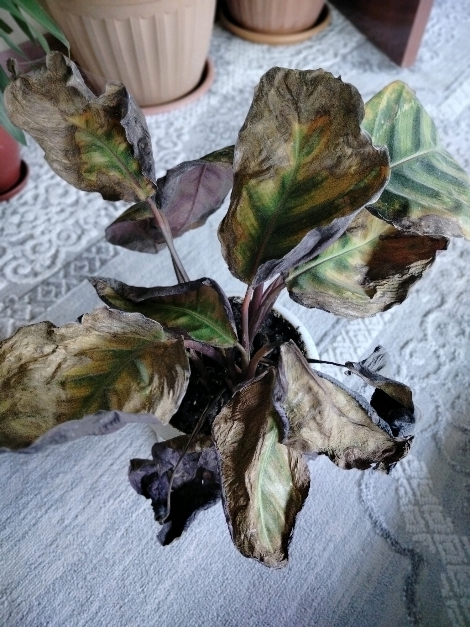 This is a close-up, high-angle, indoor photograph of a dying houseplant. The plant, likely a Calathea, has large, ovate leaves that are severely dehydrated and discolored, showing extensive browning and crisping at the edges, with some remaining green and yellowing in the center. The leaves are curled and brittle. The plant is in a white pot, which sits on a light-colored textured surface, possibly a rug or tablecloth. In the background, out-of-focus, are parts of other potted plants and terra cotta planters. There is no indication of the city of Көлкент, Kazakhstan, or any other specific location. The scene is static and focuses solely on the condition of the plant.