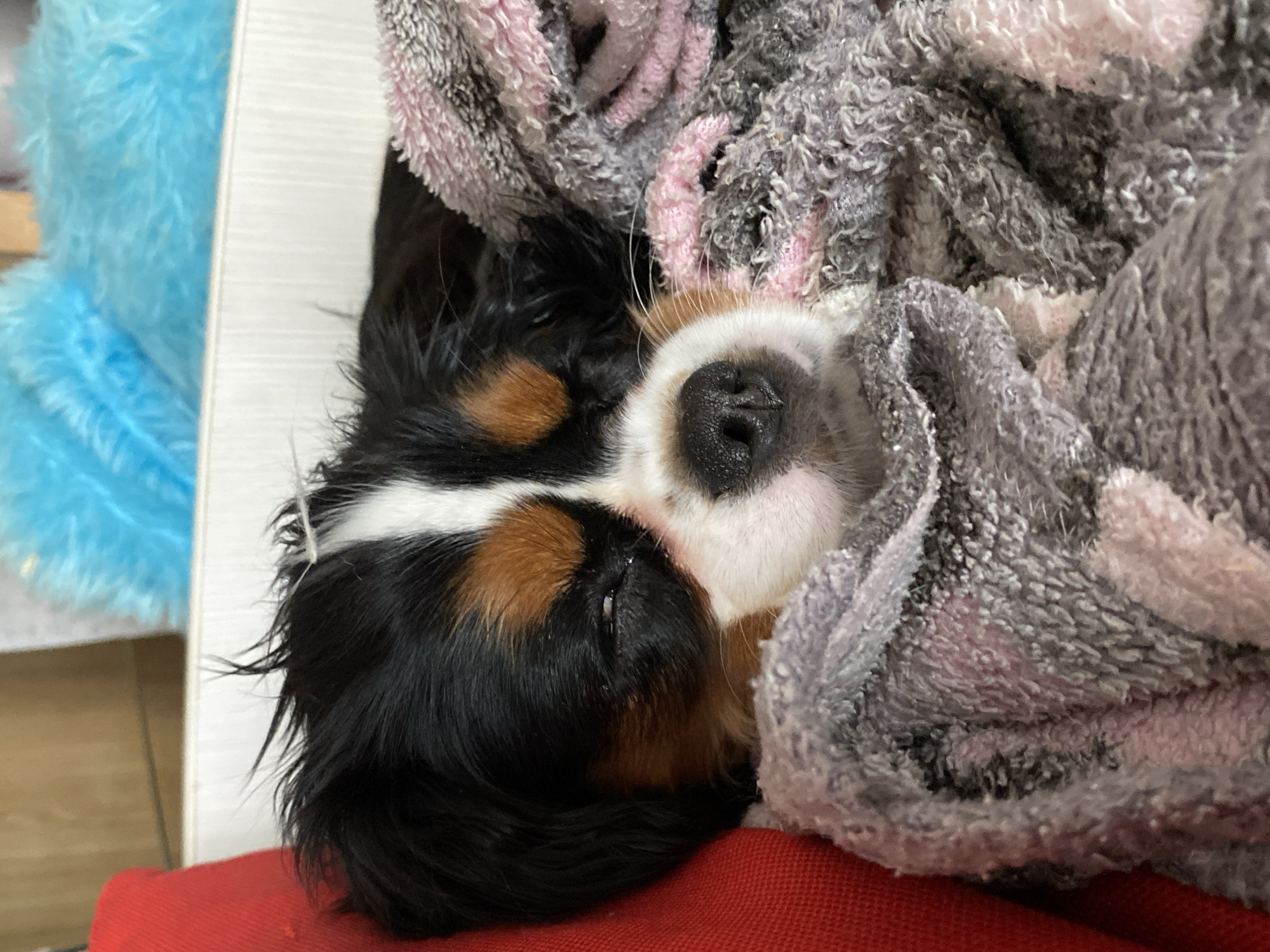 A Cavalier King Charles Spaniel puppy is asleep and partially wrapped in a grey and pink towel. The puppy has a black, brown, and white coat and is lying on a red surface. A blue object is visible in the background. The location is not discernible.