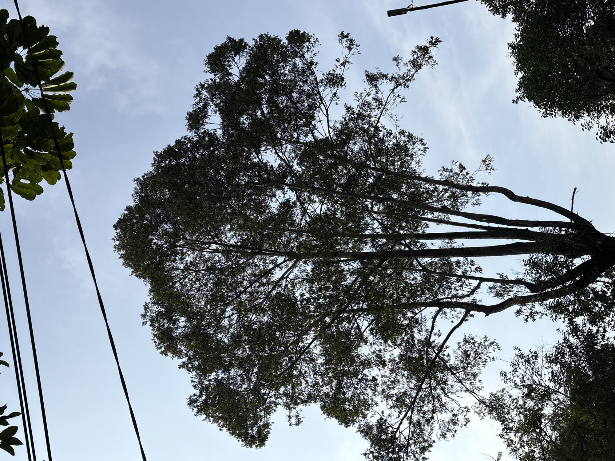 The image shows a view looking up at tall trees against a pale blue sky with some scattered clouds. Several dark power lines stretch across the upper portion of the frame. In the foreground, the dense canopy of a large tree dominates the center, with multiple trunks visible. Smaller trees and foliage are present at the bottom of the frame, silhouetted against the sky. A dark, slender object, possibly a streetlamp, is visible on the right side of the image. The overall impression is an urban scene with a focus on the interplay between vegetation, infrastructure, and the sky. The location is the city of São Paulo, Brazil.