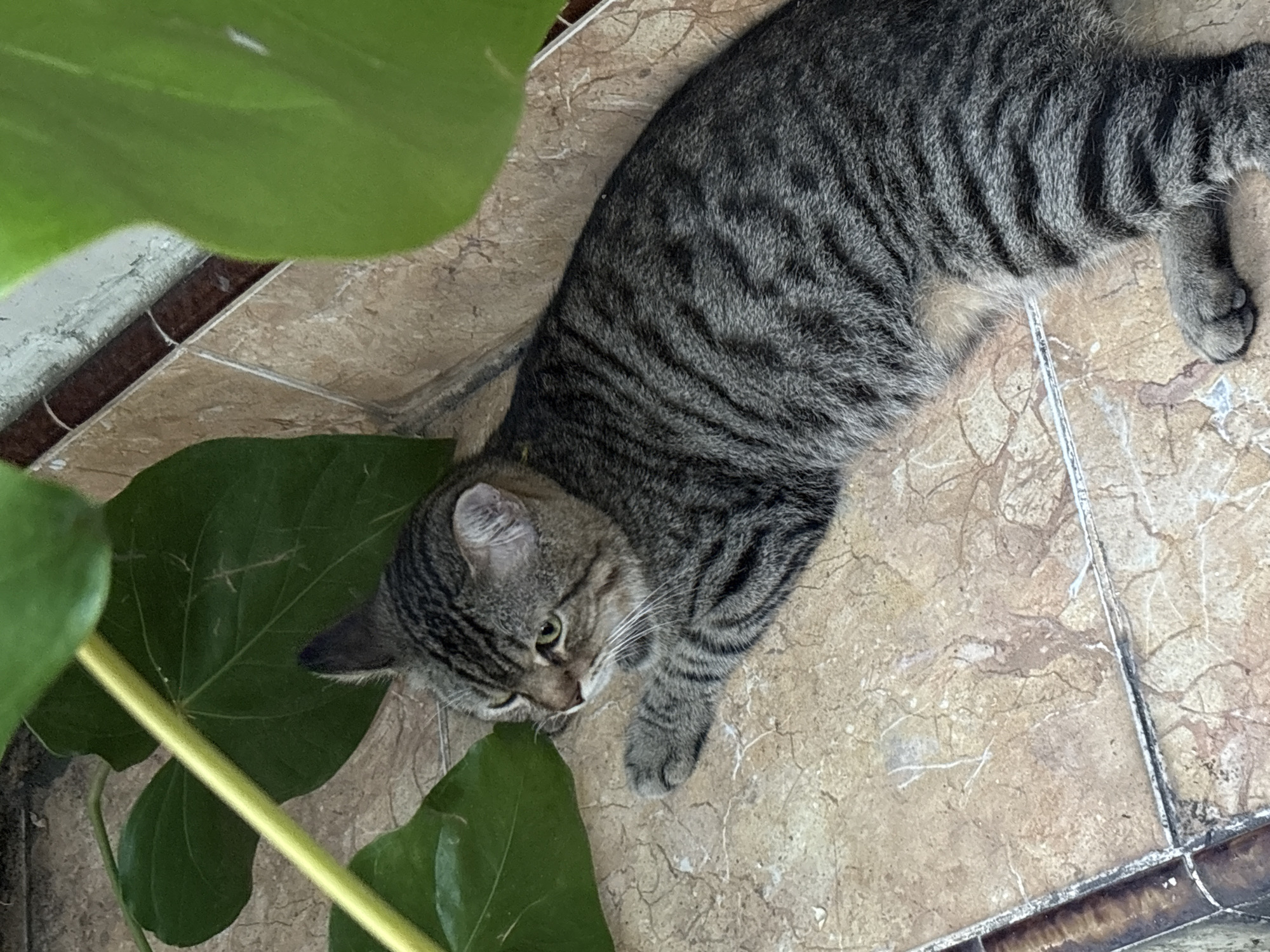A tabby cat is lying on a tan tiled floor next to a plant with large green leaves. The cat is in a prone position and is looking at the plant. The location is in Gadingrejo, Indonesia.