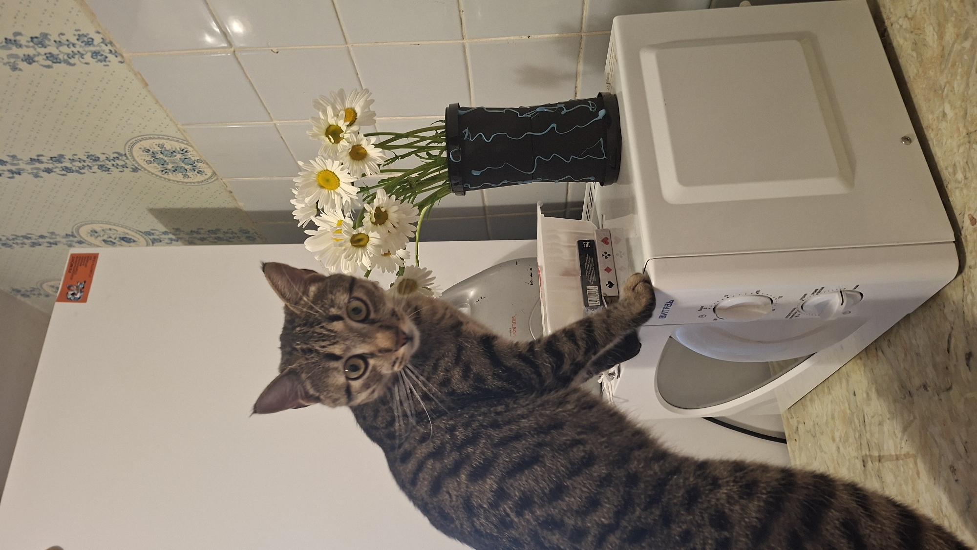 A tabby cat is standing on a white washing machine next to a vase of daisies in Забалоцкі сельскі Савет, Belarus.
