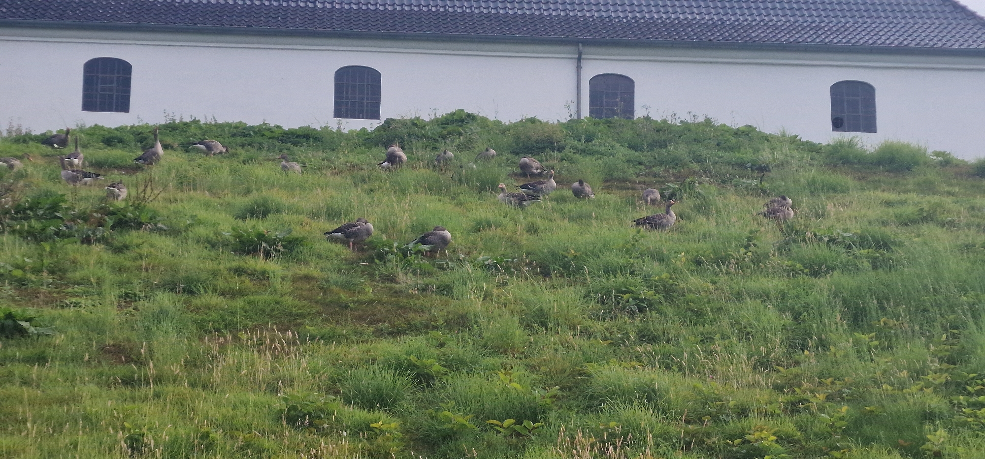 The image depicts a flock of greylag geese on a grassy hill in front of a white building with a dark, tiled roof. The building features several arched windows with dark panes. The hill is covered in lush green grass with some taller stalks of vegetation scattered throughout. The geese are mostly grey and brown, with some standing and others appearing to rest. Some are facing the camera, while others are turned away. The overall scene appears to be an outdoor environment, likely in a park or natural area. The presence of the building with arched windows suggests a possible historical or institutional setting. Based on the provided context, this scene is located in Kolding, Denmark.