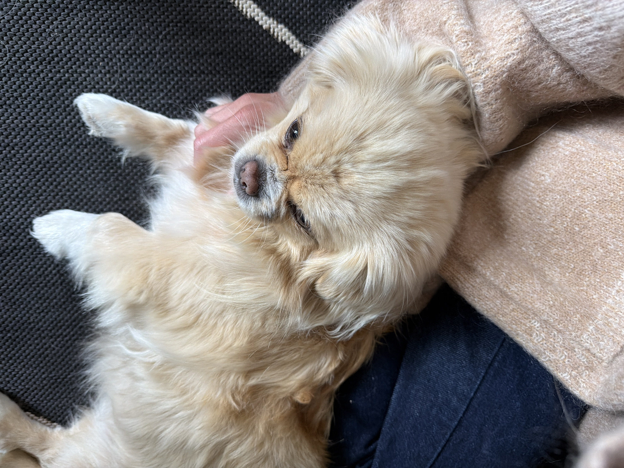 An overhead, close-up shot captures a small, fluffy, light-colored dog lying on its back, nestled between a person's legs and arms. The dog's face is turned upwards, with its eyes partially closed and its nose pointing towards the camera. Its fur is a mix of cream and light brown hues, appearing soft and well-groomed. The dog's paws are relaxed and slightly splayed.
The person's arms are visible, one gently supporting the dog's head and neck, and the other hand resting on its chest. The person is wearing a light pink, knitted sweater, which is draped over the dog's body. Below the sweater, dark blue denim jeans are visible, suggesting the person is seated. The background consists of a dark, textured surface, possibly a sofa or chair, with a white and grey striped trim visible on the right side.
The scene evokes a sense of comfort and affection between the dog and its owner. The lighting is soft and natural, casting subtle shadows and highlighting the textures of the dog's fur and the clothing.
This image was taken in Harstad, Norway, indoors, likely in a living room or bedroom setting.