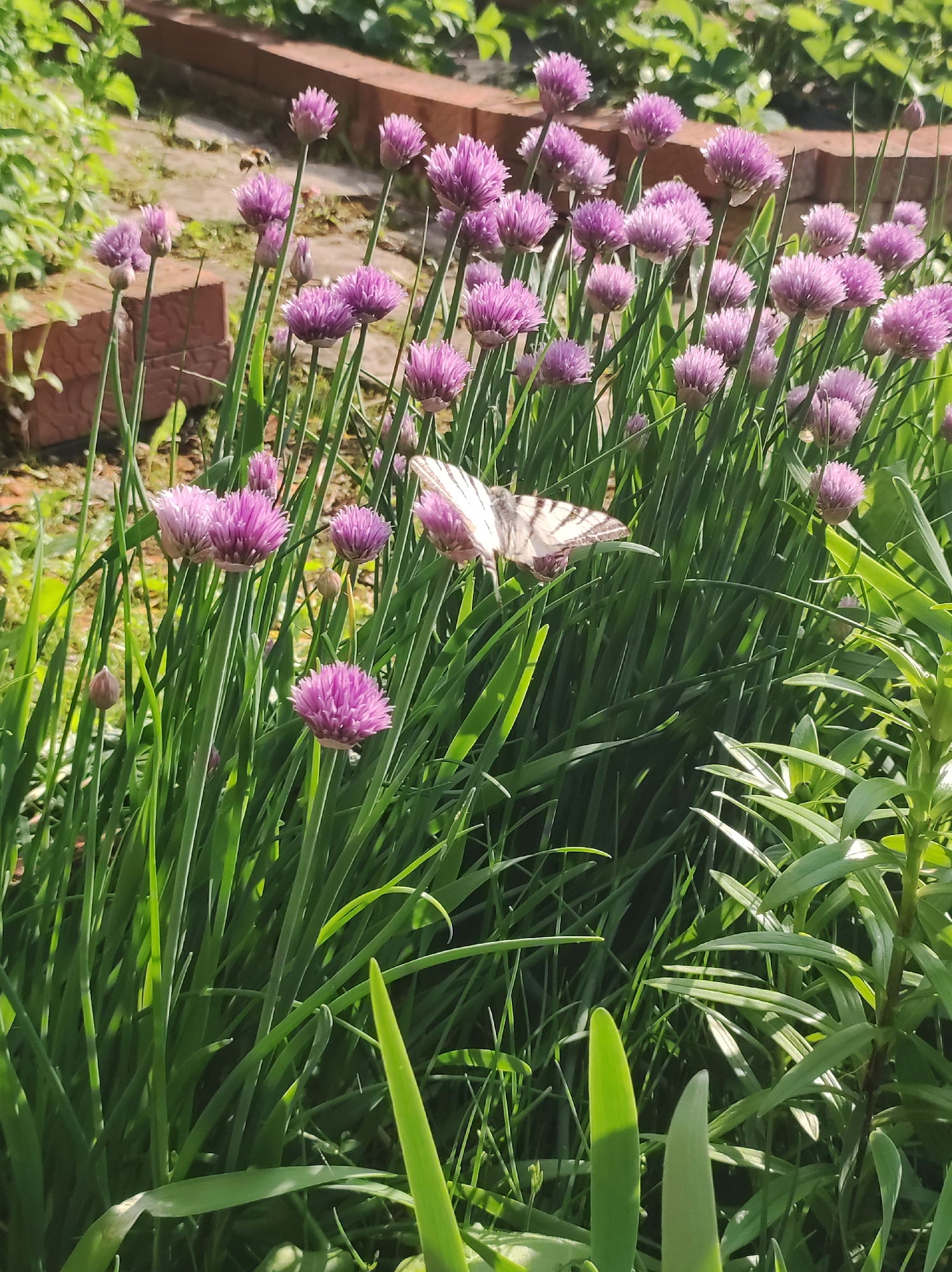 A close-up, eye-level, outdoor shot showcases a cluster of blooming chive flowers in various stages of opening. The chive blossoms are a vibrant purple, spherical in shape, and positioned atop tall, slender green stalks. Interspersed among the flowers, a butterfly with striped wings is resting on a chive blossom. The background is softly blurred, revealing hints of green foliage and a textured surface, possibly a brick path, suggesting a garden or park setting. The lighting is bright and natural, indicating a sunny day. The overall impression is one of a peaceful, natural scene. This image was taken in Fokino, Russia.