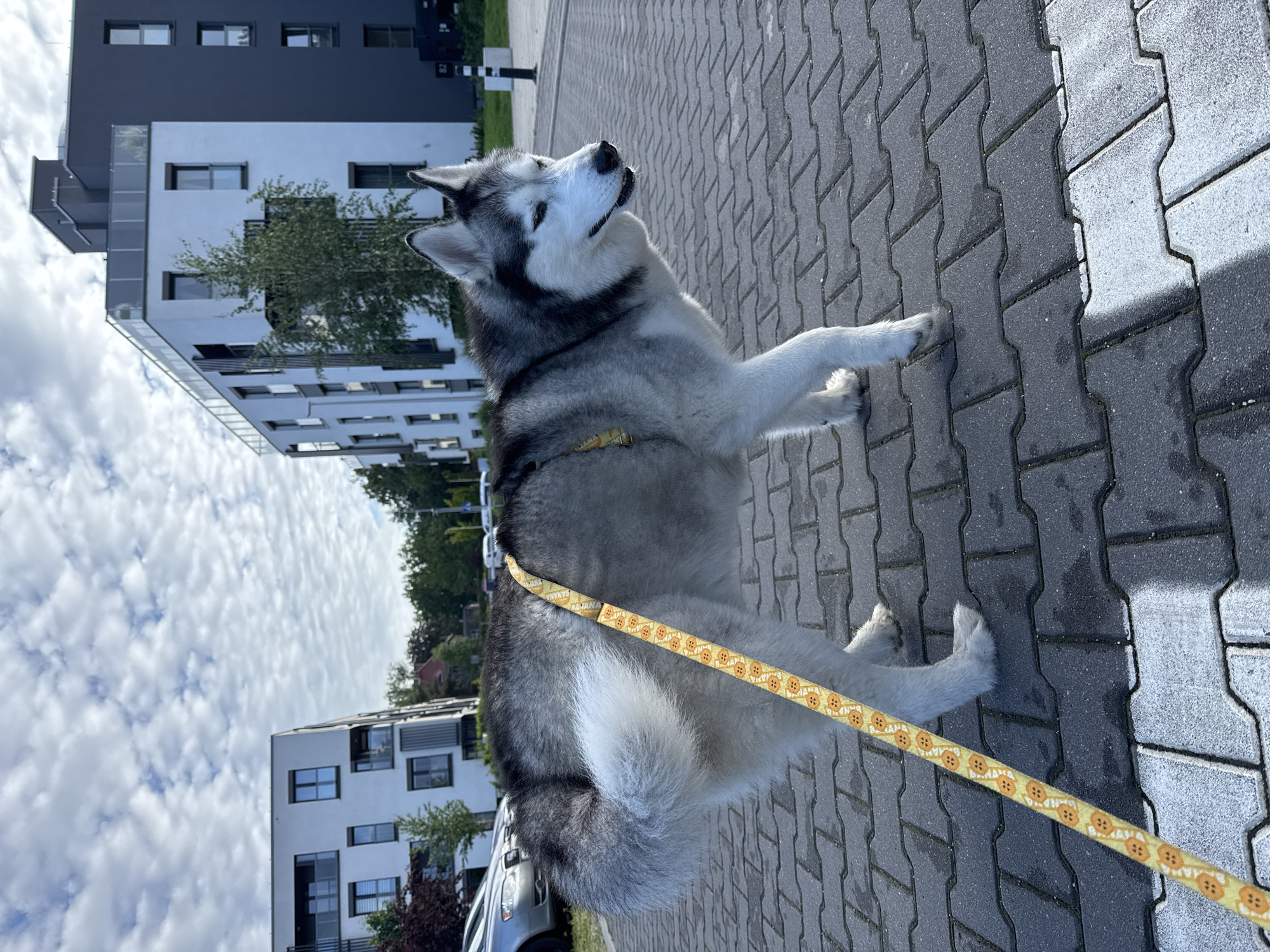 A Siberian Husky, predominantly grey and white with black facial markings, stands on a grey interlocking paver sidewalk. The dog faces right with its head turned slightly to the right, exhibiting partially closed eyes, and its right front paw is slightly lifted. A yellow leash with an orange circular pattern runs from a partially visible yellow harness on the dog's back towards the lower left of the frame. In the background, two multi-story residential buildings are visible. The building on the left is white with dark-framed windows and balconies. The building on the right features a dark grey facade with white trim and dark-framed windows, and a rooftop railing is discernible. Trees and shrubs are interspersed between and around the buildings. Several parked vehicles, including a silver sedan, are partially visible behind the dog on the left. A black and white striped post stands on the far right. The sky is overcast with scattered white clouds. A white painted line or marking is present on the paved surface in the lower right foreground.