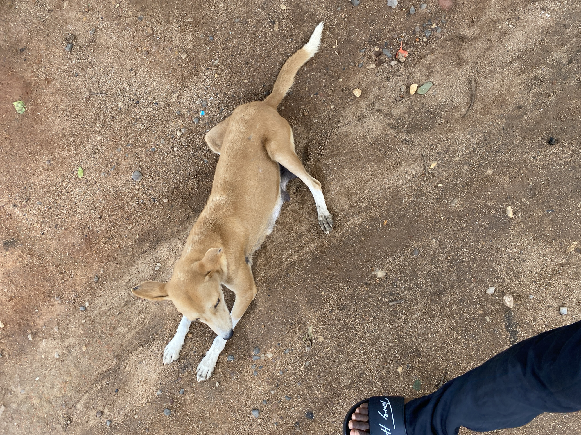 An aerial, outdoor shot shows a tan-colored, medium-sized dog lying on a sandy or dirt surface. The dog's front paws are white and crossed, and its hind legs are stretched out to the side. It has a white-tipped tail. To the lower right of the dog is part of a person's leg, clad in dark-colored pants and a black sandal-type shoe. The ground consists of dirt or sand speckled with small stones. The picture was taken in Bukuru, Nigeria.