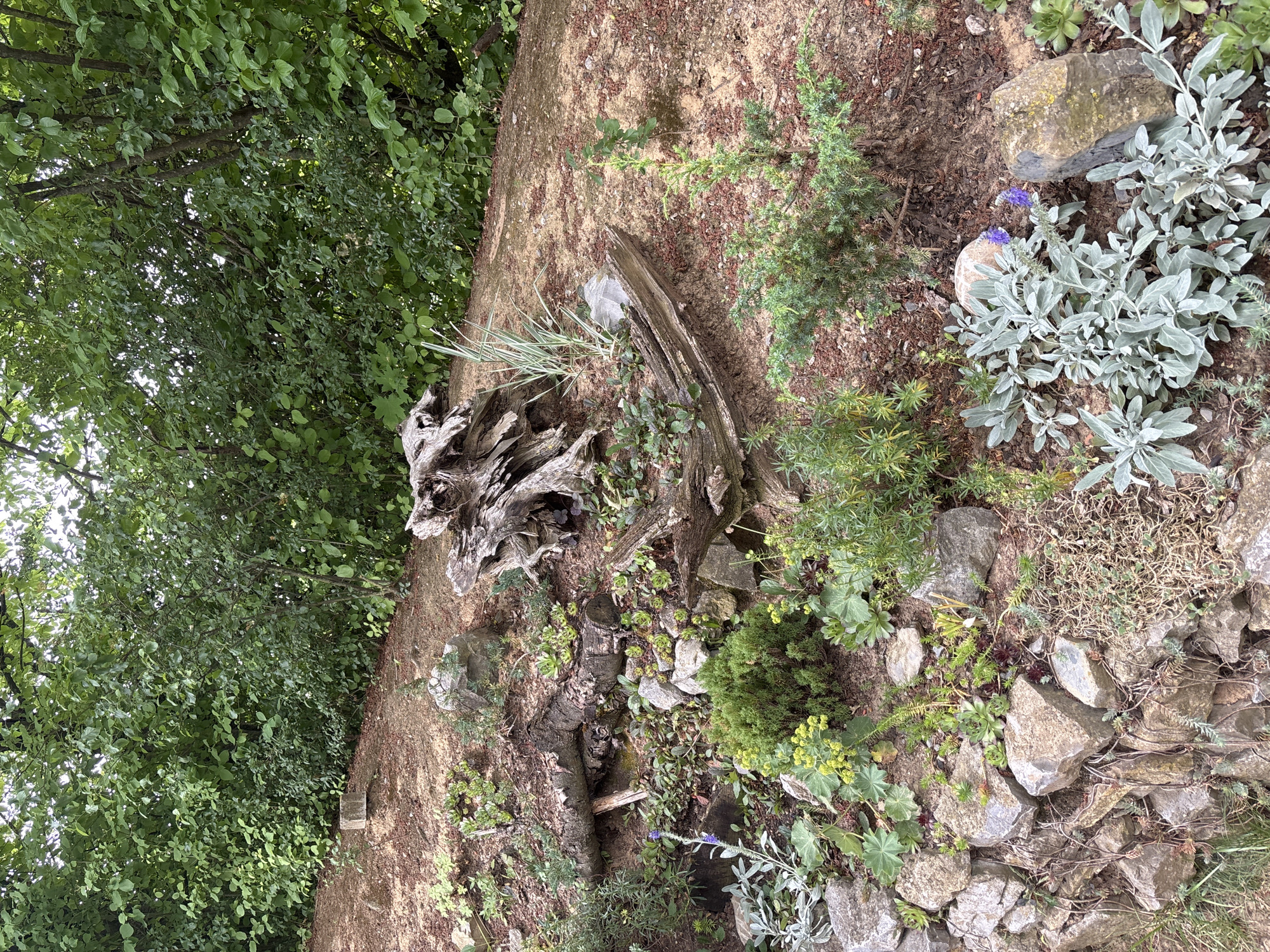 The image depicts a section of a garden, characterized by a sloped embankment covered in loose soil and scattered rocks. A large piece of weathered driftwood, resembling a sculpted form, dominates the center of the scene, partially embedded in the earth. Various plants, including small shrubs, ground cover, and succulents, are interspersed among the rocks and driftwood. In the background, a dense wall of green foliage suggests trees or a thick hedge. The lighting indicates an overcast or shaded environment. There are no people or animals present. The specific location is unknown.