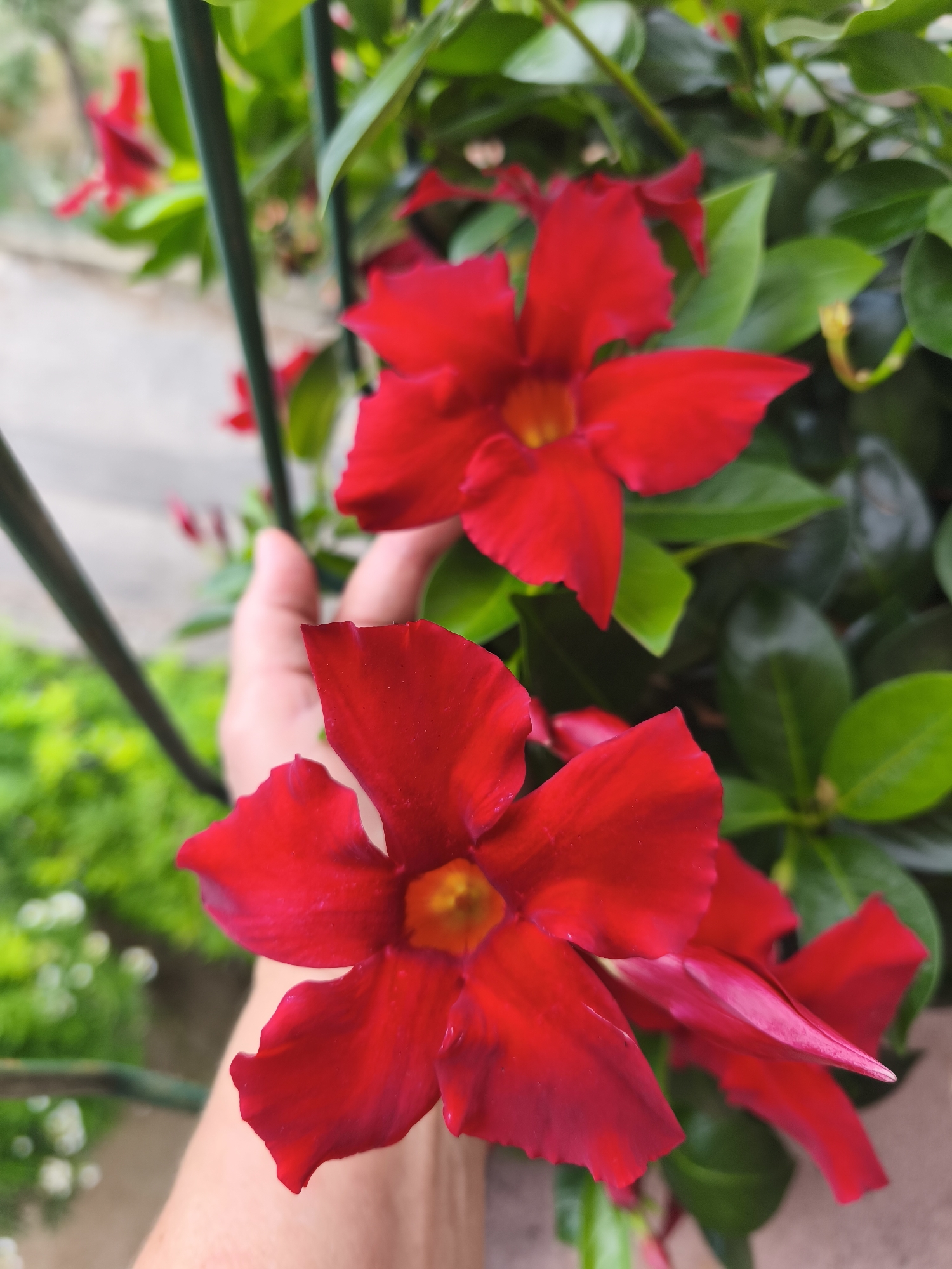 A close-up, eye-level shot showcases vibrant red Dipladenia flowers in bloom. Two prominent flowers are in focus, their trumpet-shaped petals a rich crimson with a hint of yellow at their centers. Their leaves are a deep, glossy green, forming a lush backdrop. A human hand, lightly touching one of the stems, enters the frame from the bottom left, suggesting interaction with the plant. In the background, out of focus, appears to be a balcony or railing, with hints of greenery and a blurred, pale surface, possibly a wall or ground. The overall impression is one of a sun-drenched garden setting, likely on a balcony or patio in Passignano sul Trasimeno, Italy.