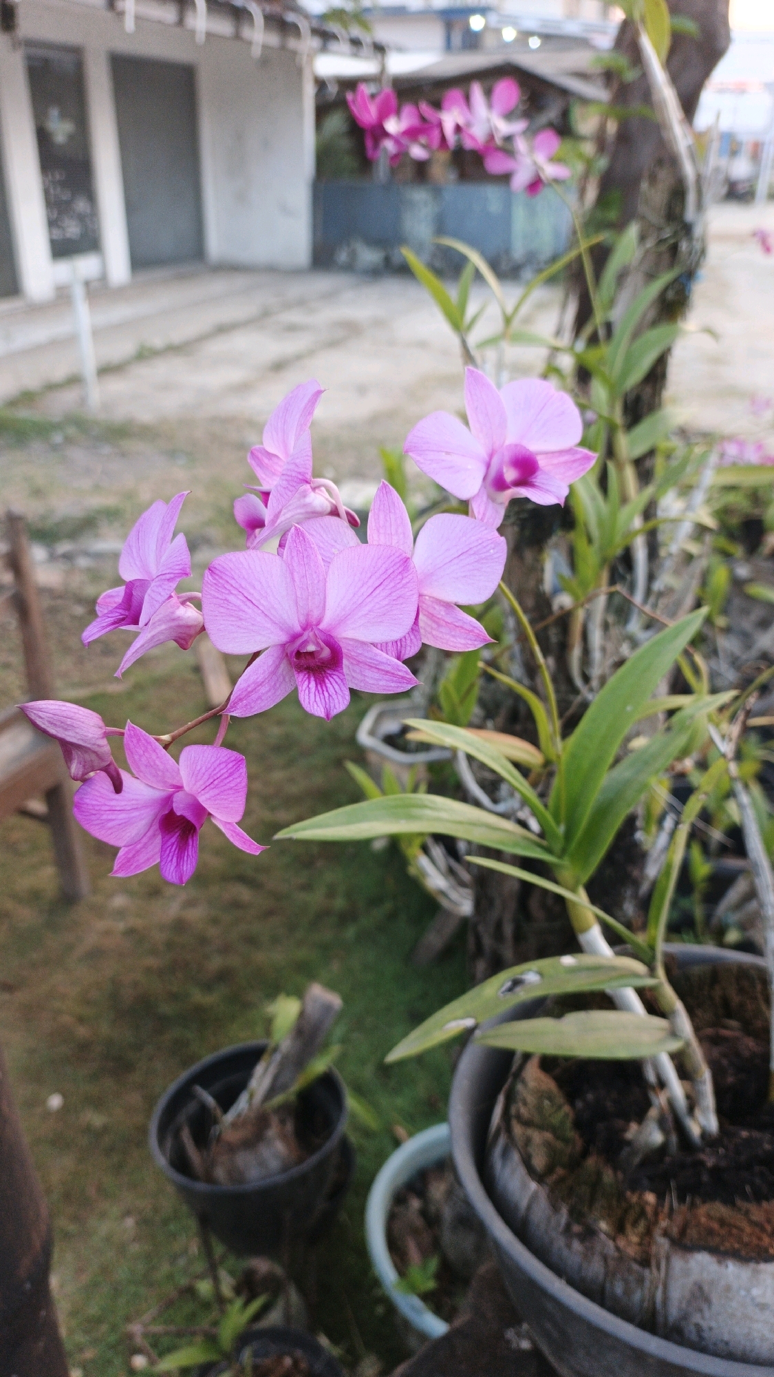 The image captures a close-up of a cluster of vibrant pink orchids with delicate purple markings on their petals. The flowers are in full bloom, with some buds still closed. They are attached to a woody stem, suggesting they are an epiphytic orchid. The background is softly blurred, revealing a building with white walls and a dark roof, possibly a house or shop. The ground appears to be paved or dirt, with some patches of grass. Two dark-colored pots are visible in the foreground, one containing a plant with green leaves. The overall lighting suggests it is daytime, likely outdoors. The scene is set in Cibenda, Indonesia, characterized by the tropical flora and architecture.