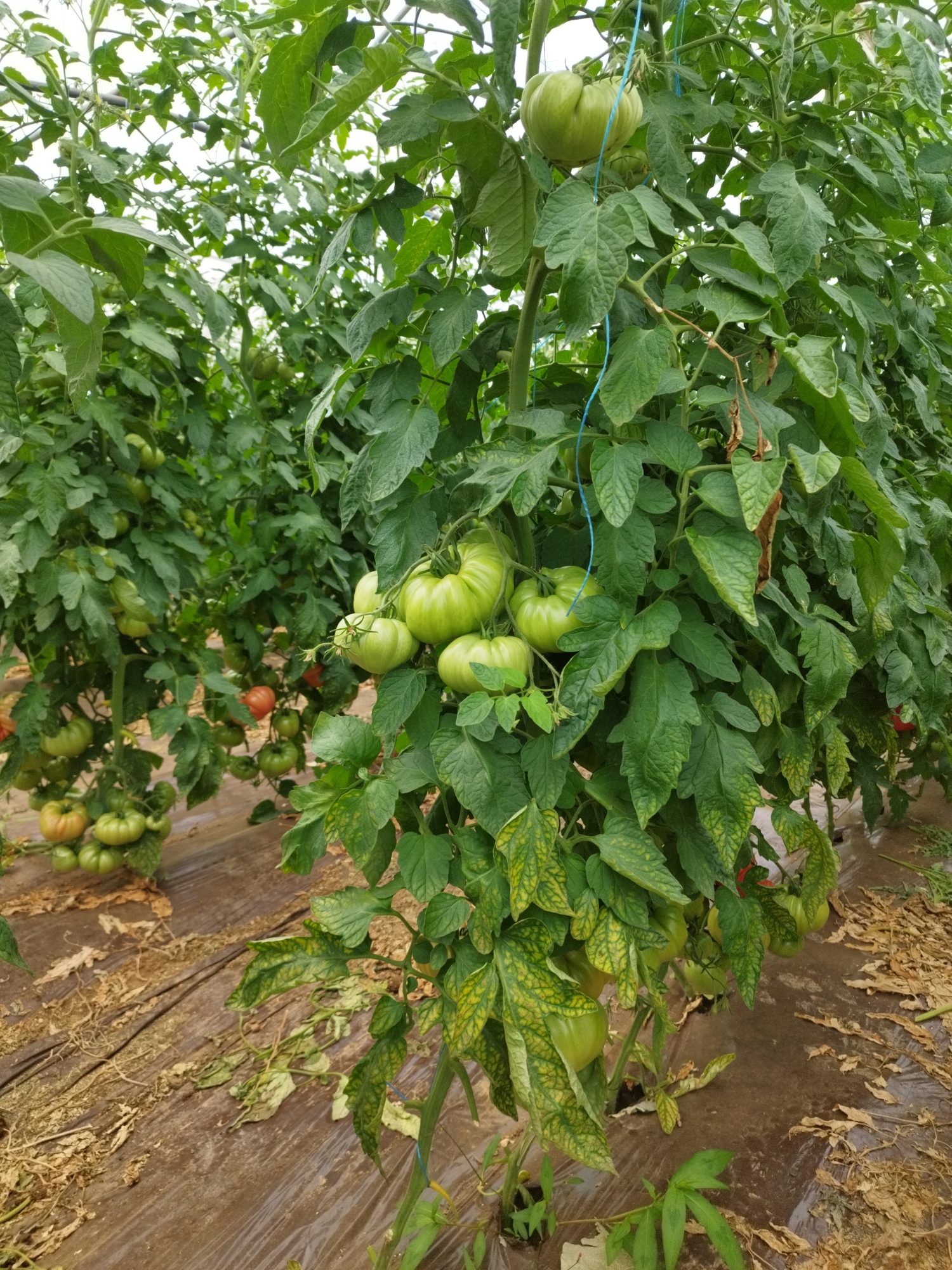 The image depicts a greenhouse farm in Băleni-Români, Romania, showcasing rows of tomato plants laden with unripe, green tomatoes. The plants are supported by a blue string, indicating a system for guiding their growth. The ground beneath the plants is covered with brown plastic sheeting, and there are fallen leaves and debris scattered on the ground. The lighting suggests a daytime scene, possibly under artificial greenhouse lighting or natural sunlight filtering through the greenhouse structure. The overall impression is one of agricultural cultivation and crop production.