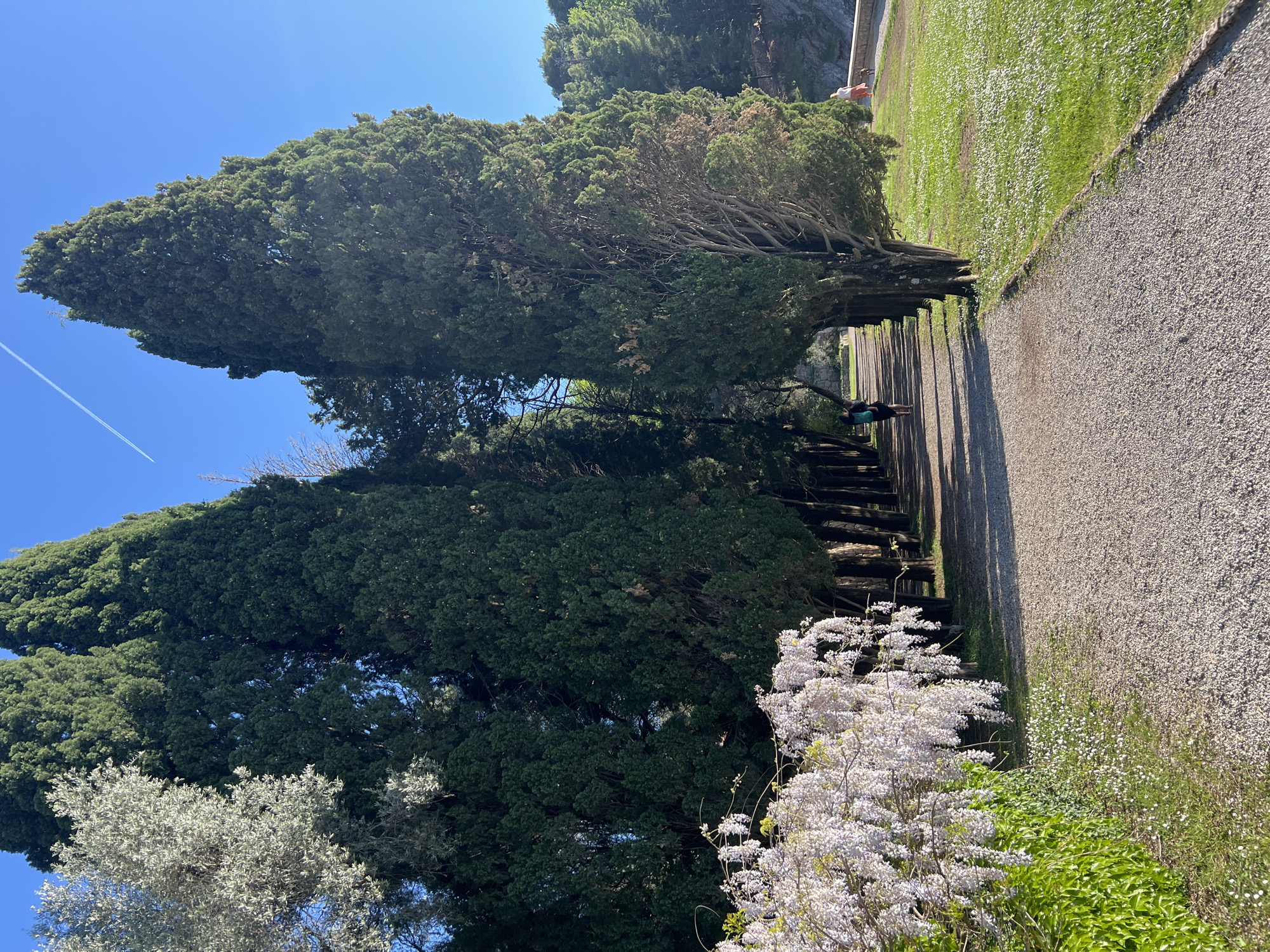 The image depicts a sunny outdoor scene, likely a scenic pathway in Sveti Stefan, Montenegro. Tall, dark green coniferous trees, resembling cypresses, dominate the left side, forming a dense canopy that casts long shadows across the path. In the foreground on the left, a vibrant bush with cascades of white blossoms, possibly wisteria, adds a touch of brightness, with a silvery-leaved tree behind it.
To the right, a light-colored gravel path stretches into the distance, appearing well-maintained. Adjacent to the path, a lush green grassy area is dotted with numerous small white wildflowers. Further to the right, a stone wall or terraced embankment is visible.
A single person, wearing a dark top and light bottoms, is seen walking away from the camera on the gravel path, partially obscured by the shadows and tree trunks. The bright blue sky overhead is clear, except for a distinct white airplane contrail streaking across it.
The strong sunlight and elongated shadows suggest it is either mid-morning or late afternoon. The overall atmosphere is peaceful and serene, typical of a pleasant day spent outdoors in a natural, well-tended environment. No visible text is present in the image.